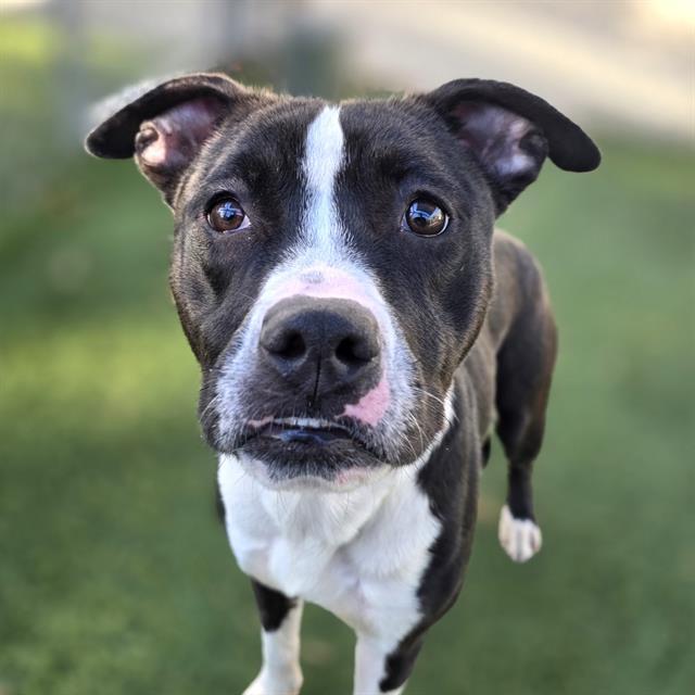 Enlarge TILLY, a Adoptable Mixed Breed in Columbia, SC image 1/1