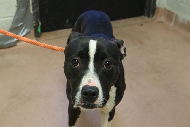 TILLY, Adoptable, Young Female Mixed Breed.