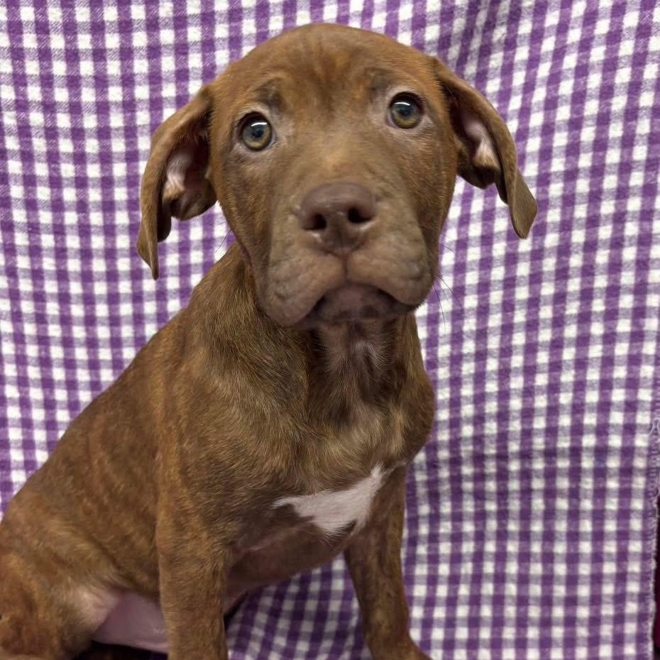 Liam, adopted, Young Male Boxer.