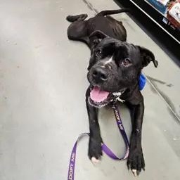 Enlarge Brady, a Adoptable mixed breed in Grafton, OH image 5/5