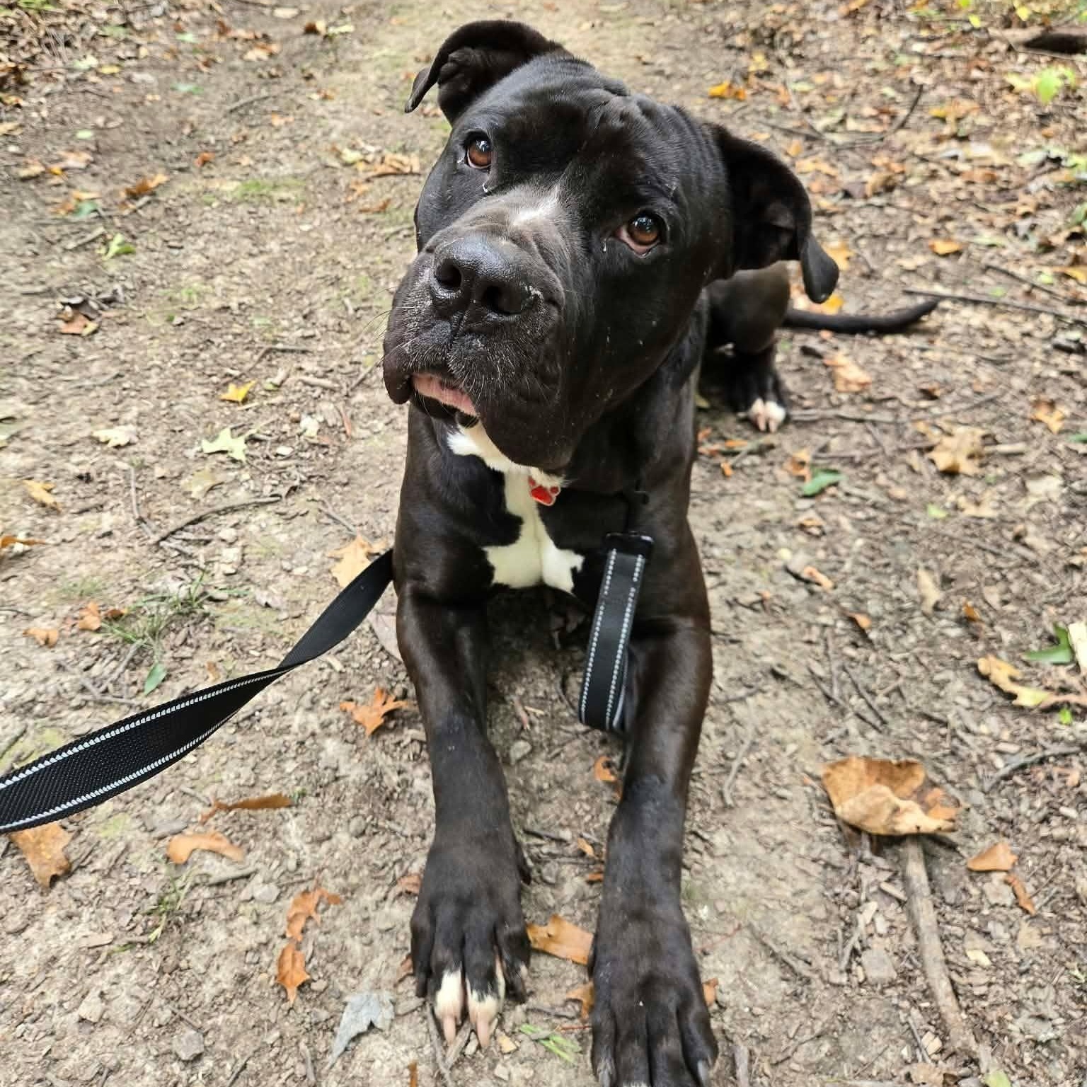 Enlarge Brady, a Adoptable mixed breed in Grafton, OH image 2/5