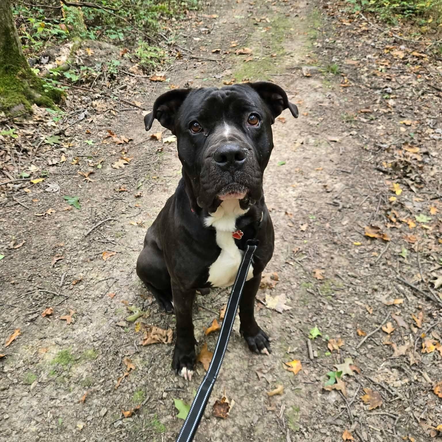 Enlarge Brady, a Adoptable mixed breed in Grafton, OH image 1/5