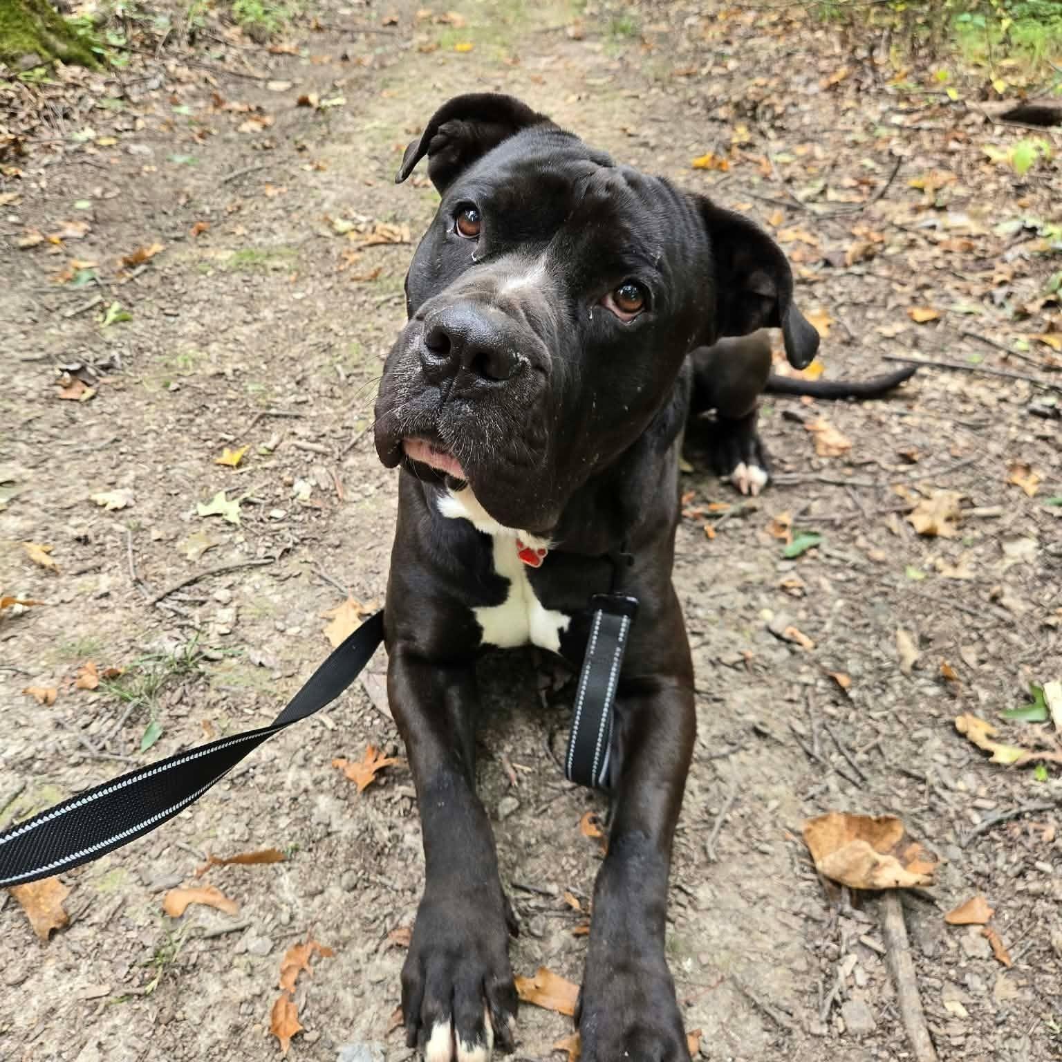 Enlarge Brady, a Adoptable mixed breed in Grafton, OH image 4/5