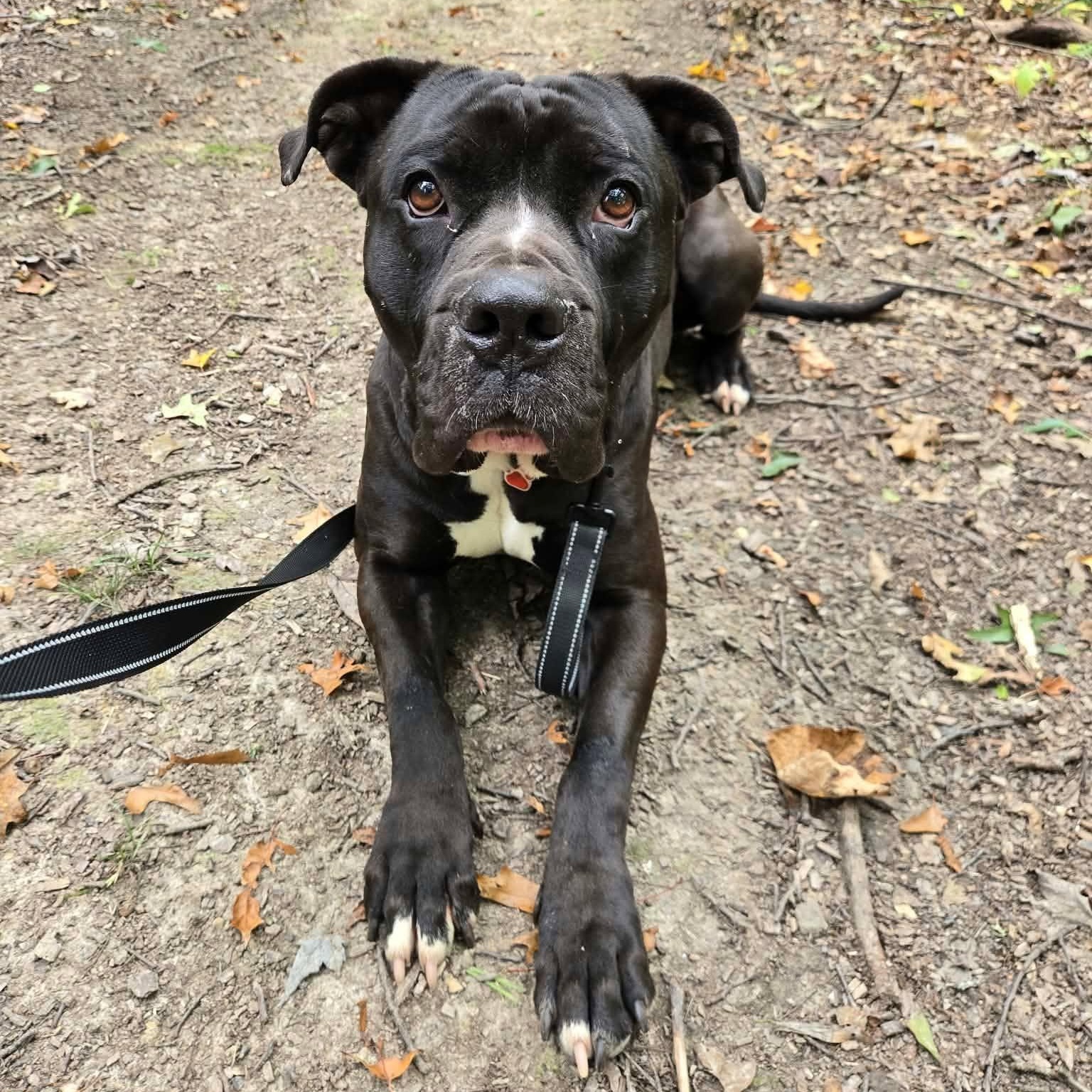 Enlarge Brady, a Adoptable mixed breed in Grafton, OH image 3/5
