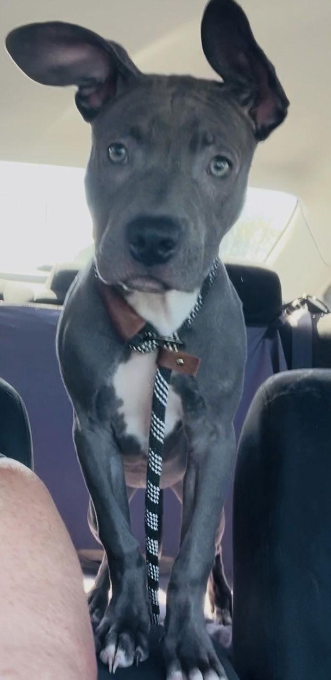 Showgirl (on home trial), Adoptable, Young Female Pit Bull Terrier.