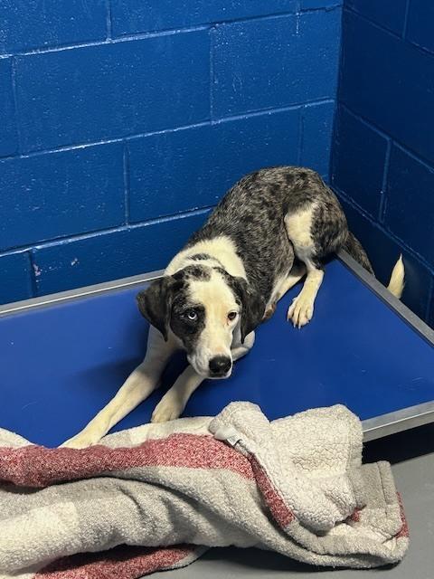 Popcorn, Adoptable, Adult Female Catahoula Leopard Dog.