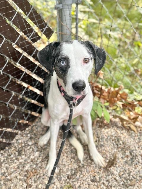 Enlarge Popcorn, a Adoptable Catahoula Leopard Dog in Muskegon, MI image 2/3