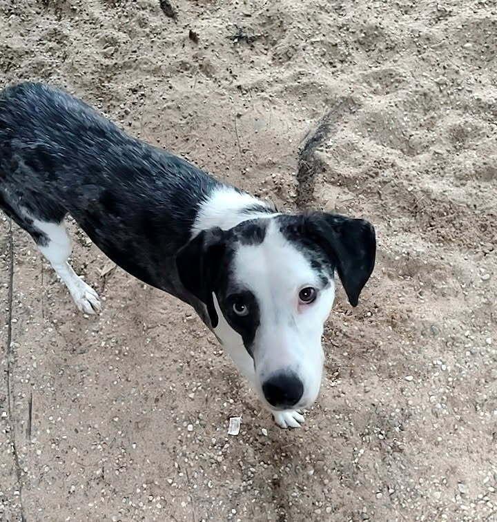 Enlarge Popcorn, a Adoptable Catahoula Leopard Dog in Muskegon, MI image 2/2