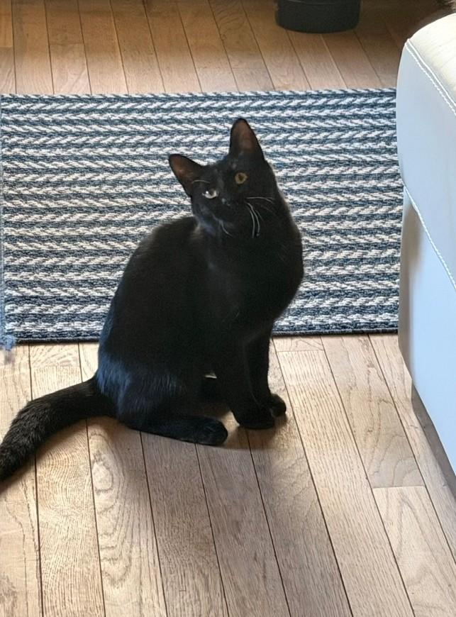 Lia, Adopted, Kitten Female Domestic Short Hair.