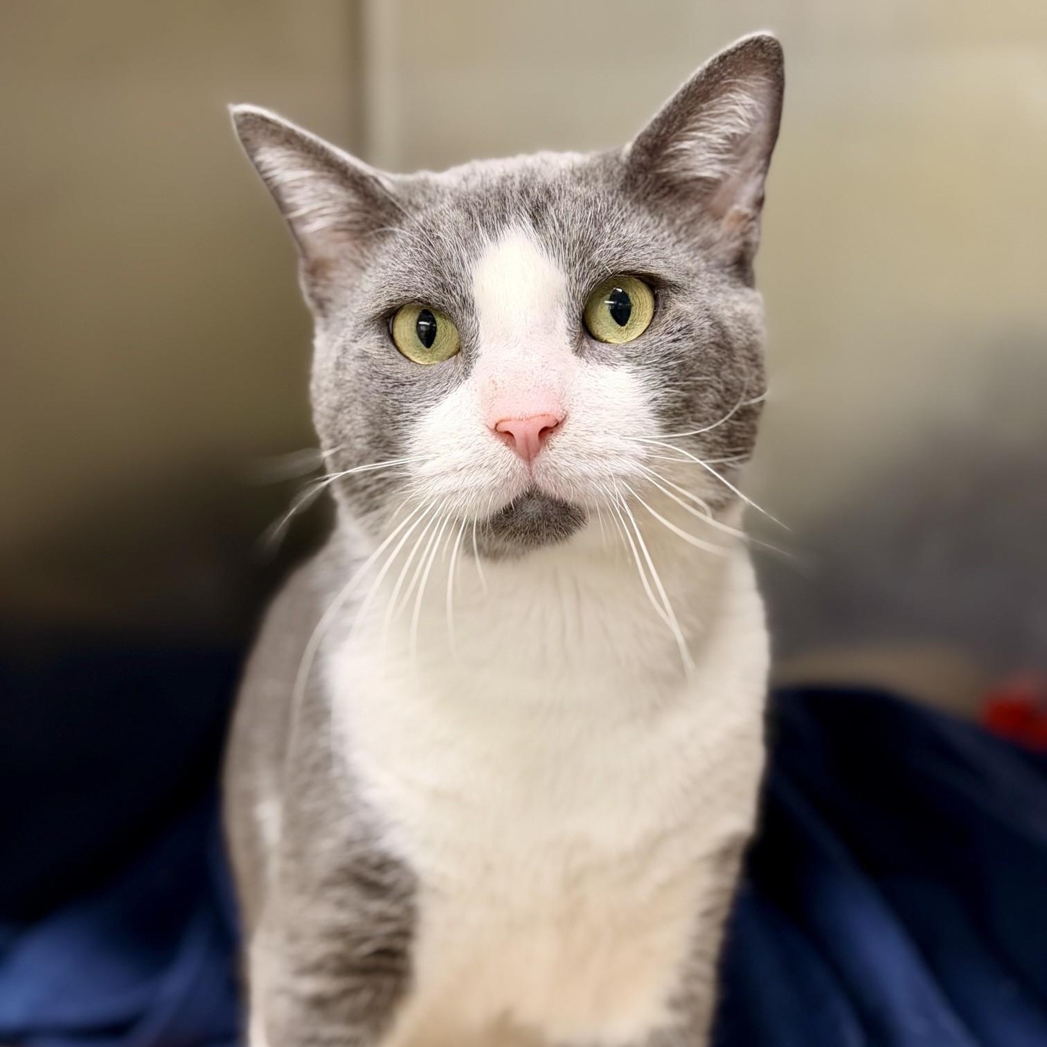 Asta, Adopted, Adult Male Domestic Short Hair.