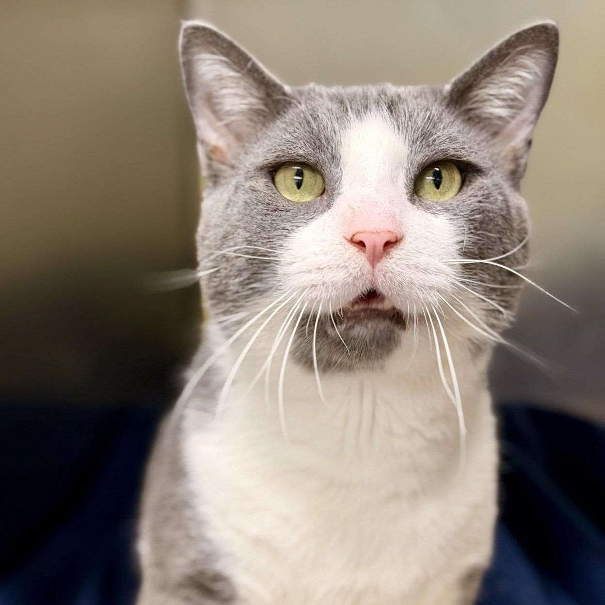Enlarge Asta, a Adopted Domestic Short Hair in Jackson, NJ image 2/2