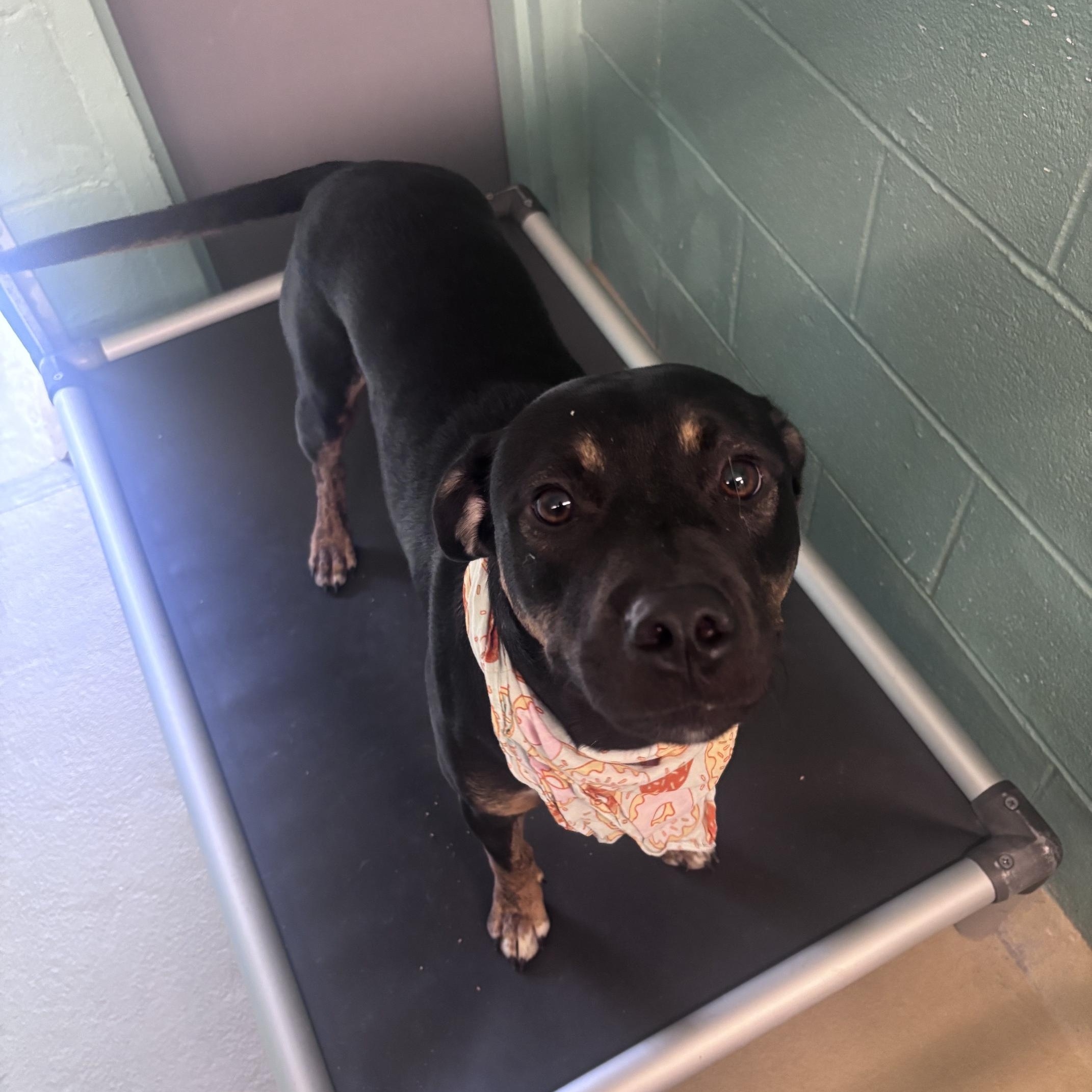 Enlarge SpongeBob, a Adoptable mixed breed in Marion, NC image 2/4