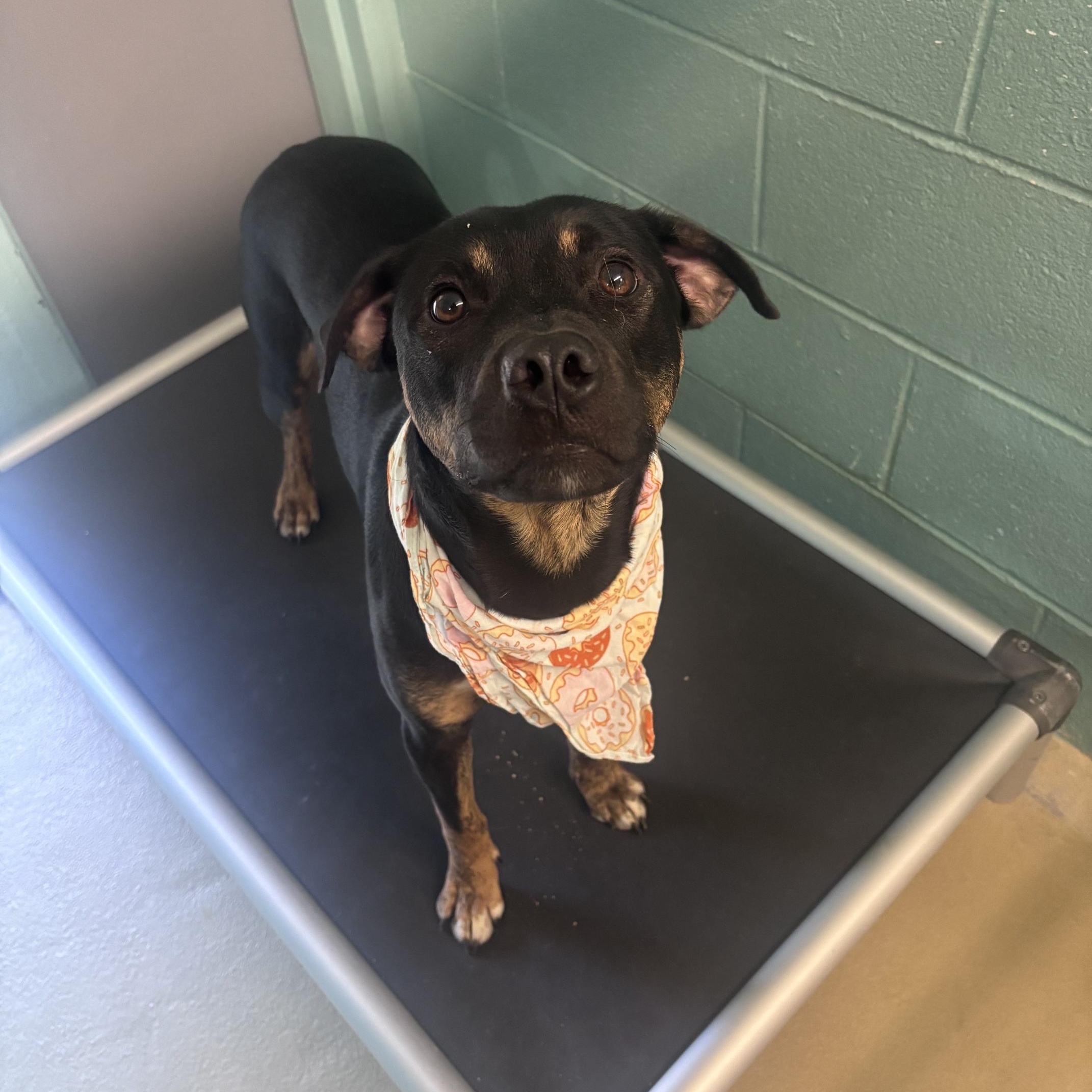 Enlarge SpongeBob, a Adoptable mixed breed in Marion, NC image 4/4