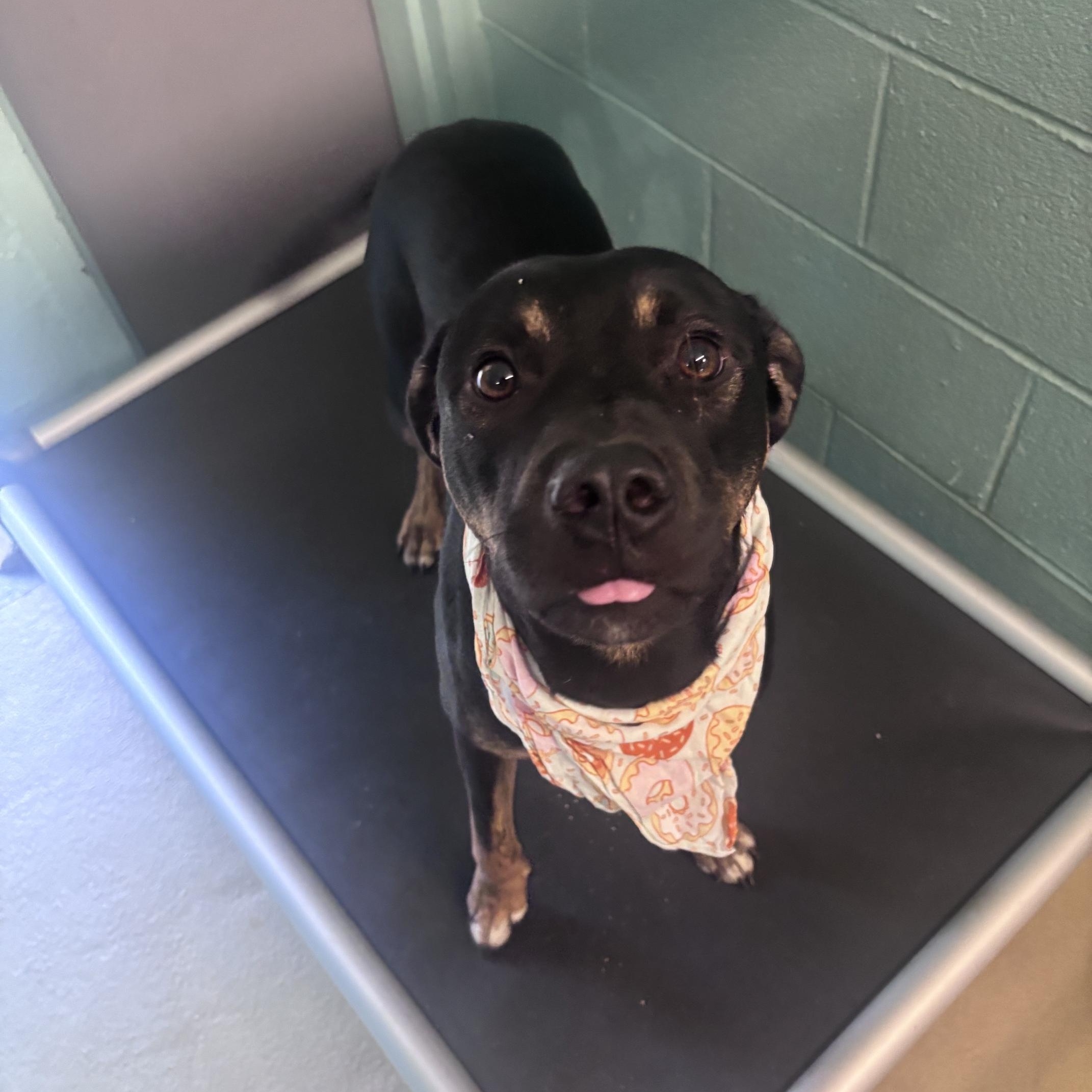 SpongeBob, Adoptable, Adult Male Plott Hound.