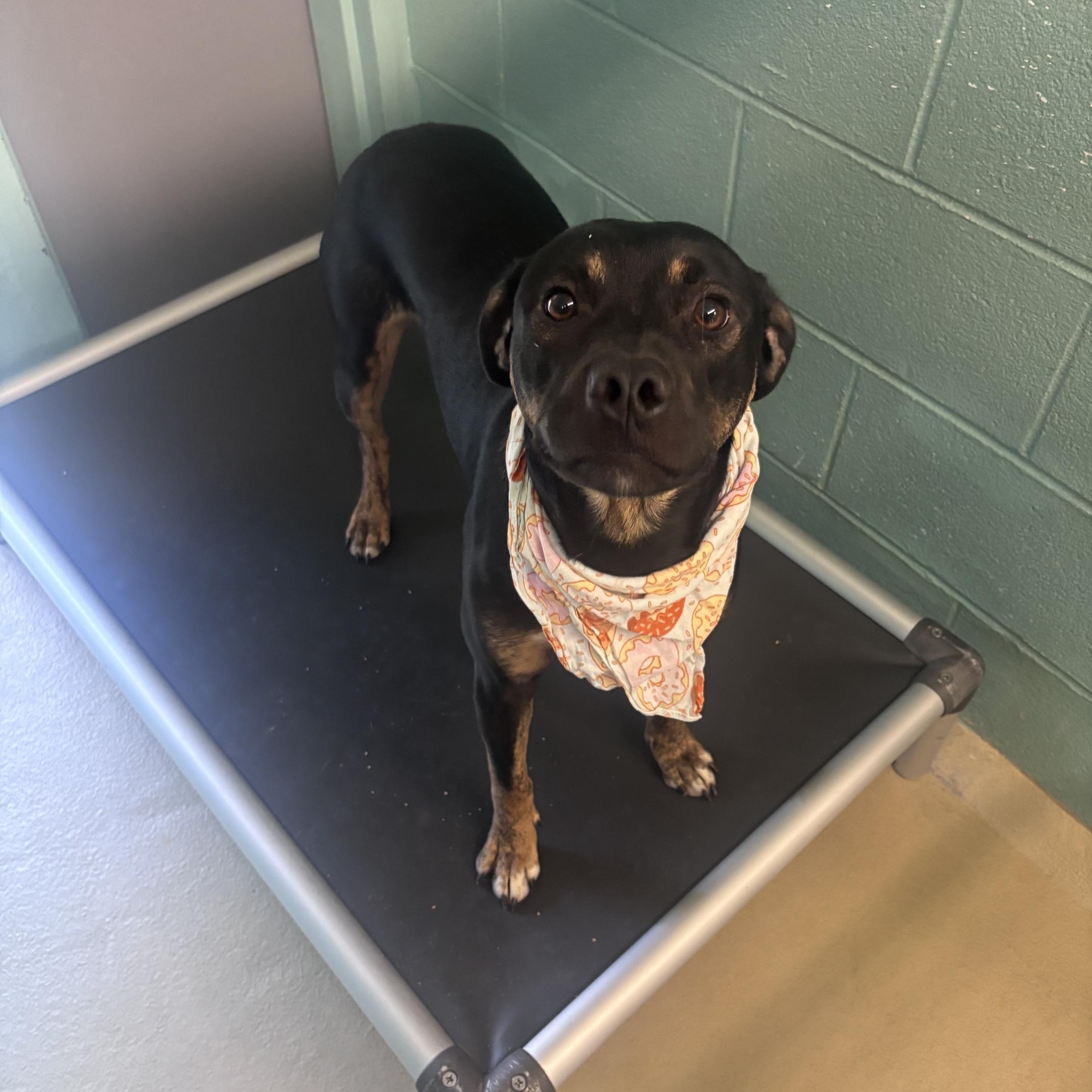 Enlarge SpongeBob, a Adoptable mixed breed in Marion, NC image 3/4