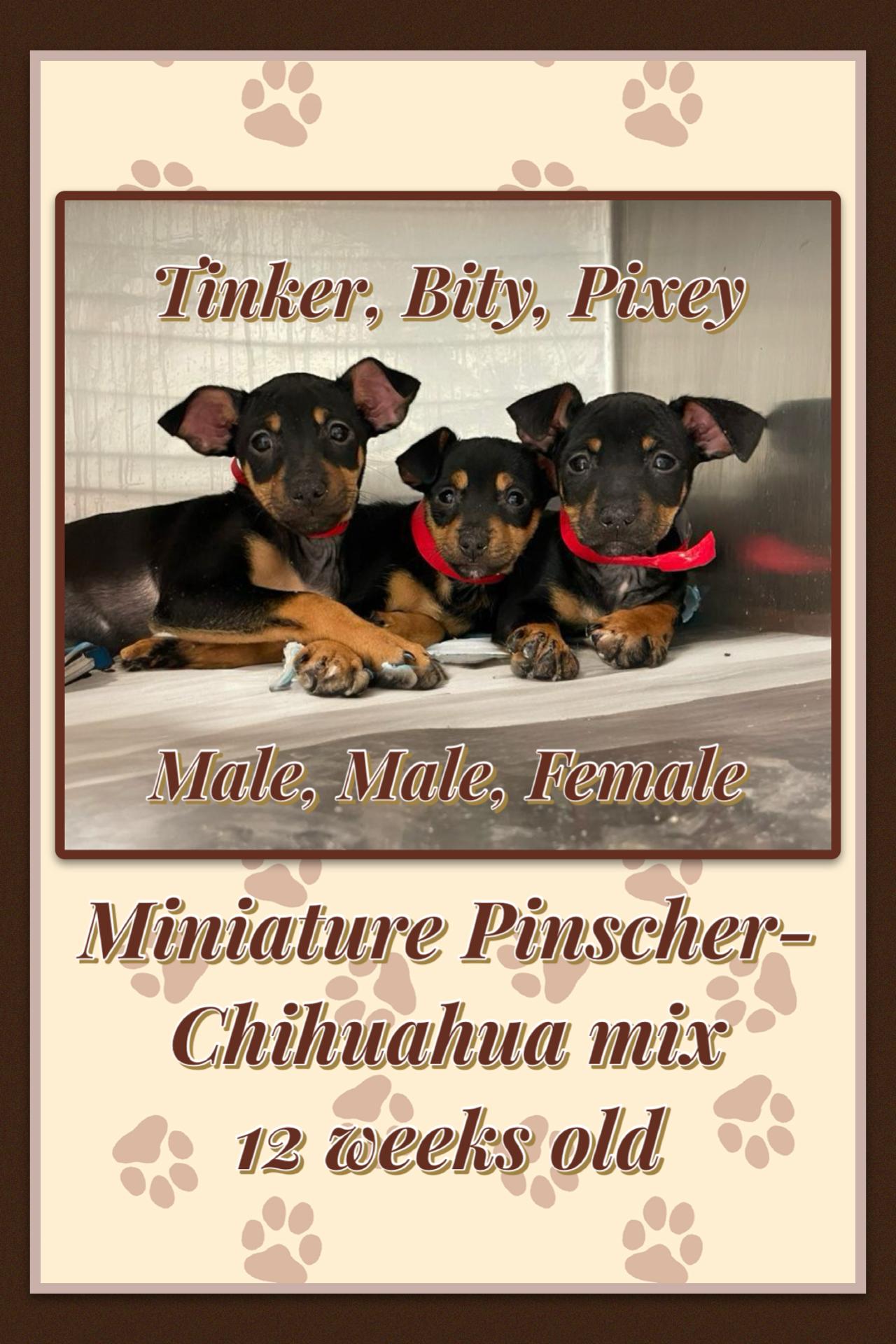 Enlarge Tinker , a Adoptable mixed breed in Totowa, NJ image 1/1