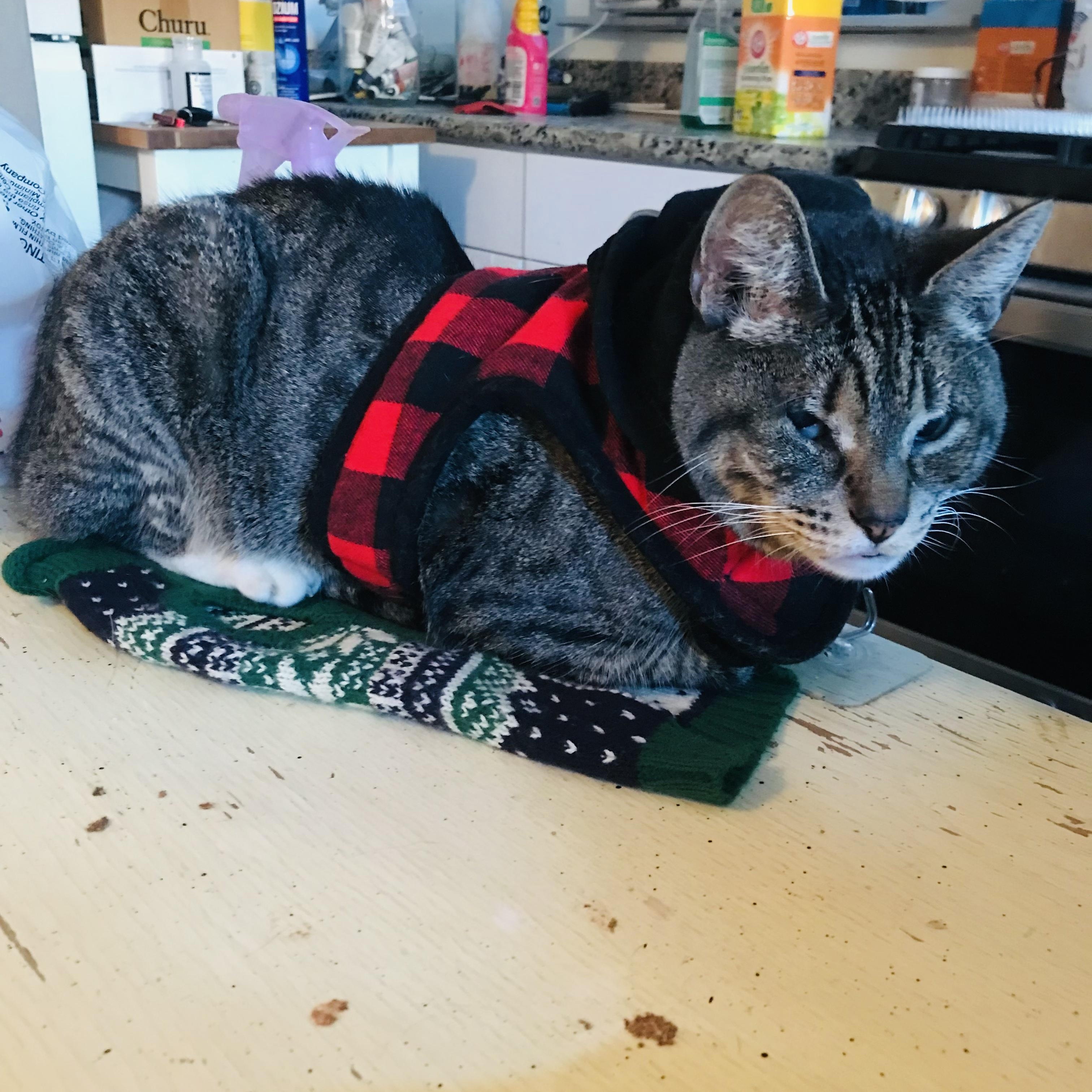 Maxi, Adoptable, Adult Female Domestic Short Hair.