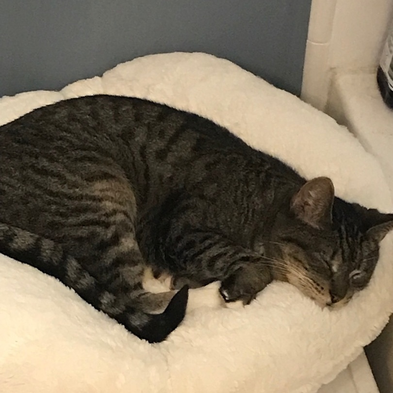 Maxi, a Adoptable Domestic Short Hair in Torrance, CA image 3/6