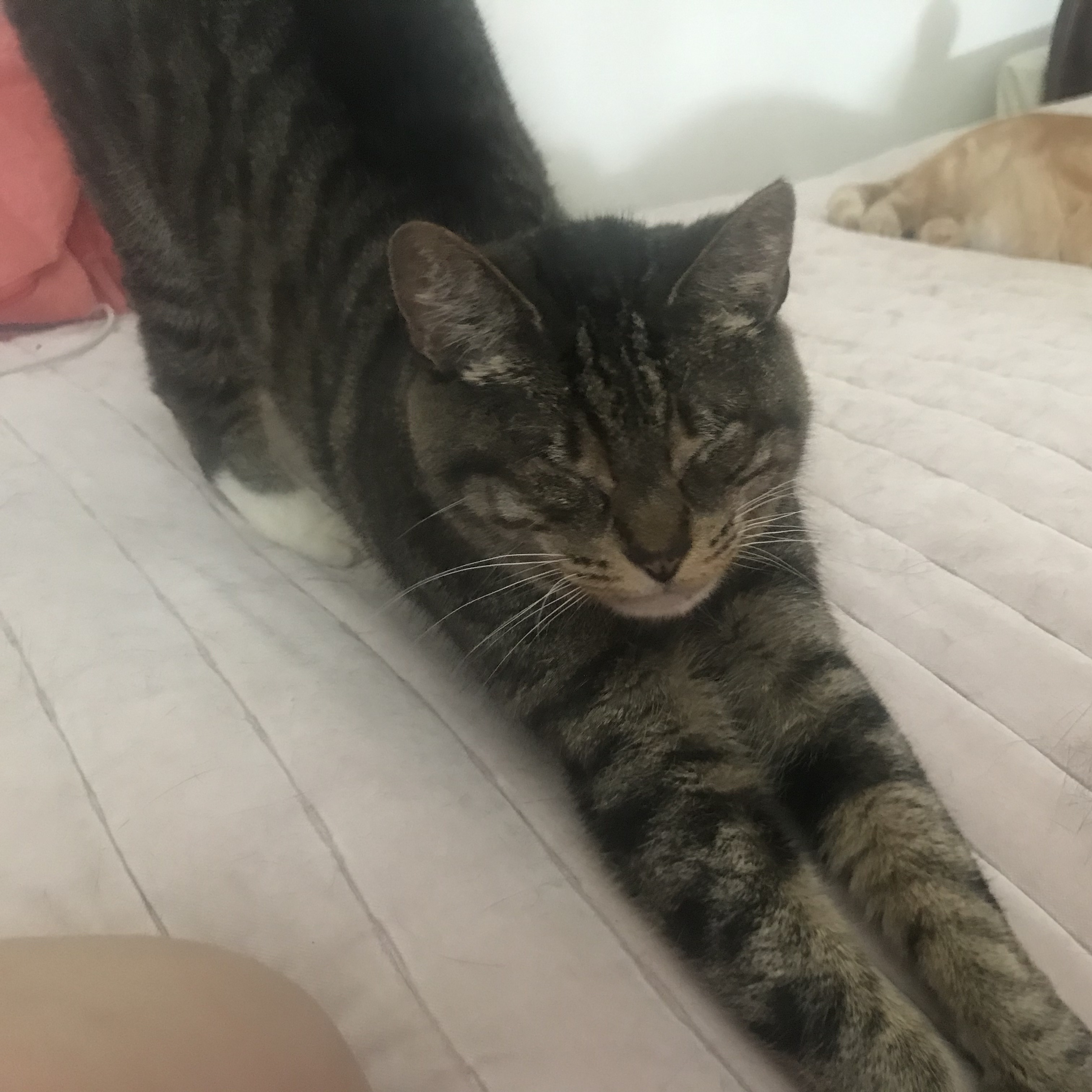 Maxi, a Adoptable Domestic Short Hair in Torrance, CA image 4/6