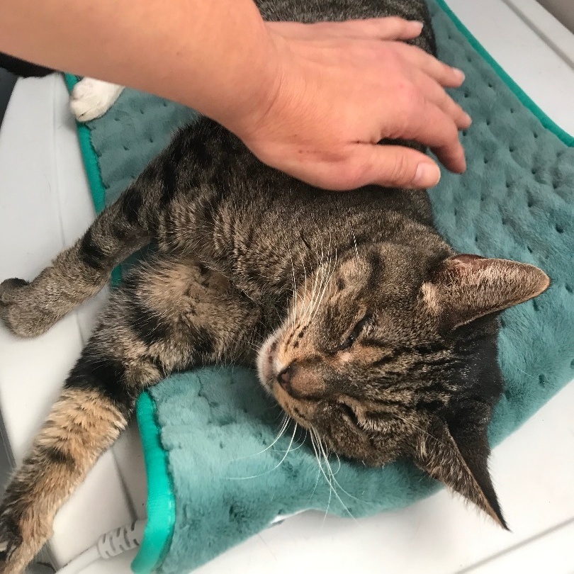 Maxi, a Adoptable Domestic Short Hair in Torrance, CA image 5/6