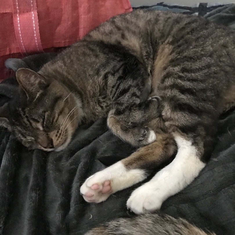 Maxi, a Adoptable Domestic Short Hair in Torrance, CA image 6/6