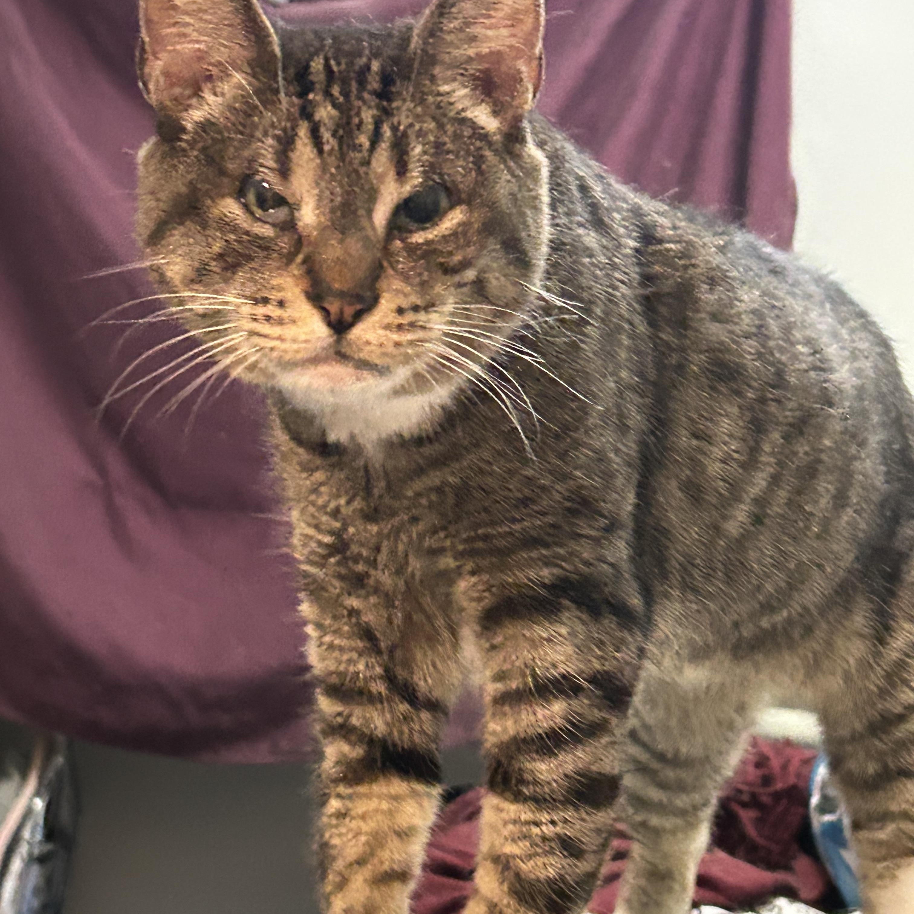 Maxi, a Adoptable Domestic Short Hair in Torrance, CA image 2/6