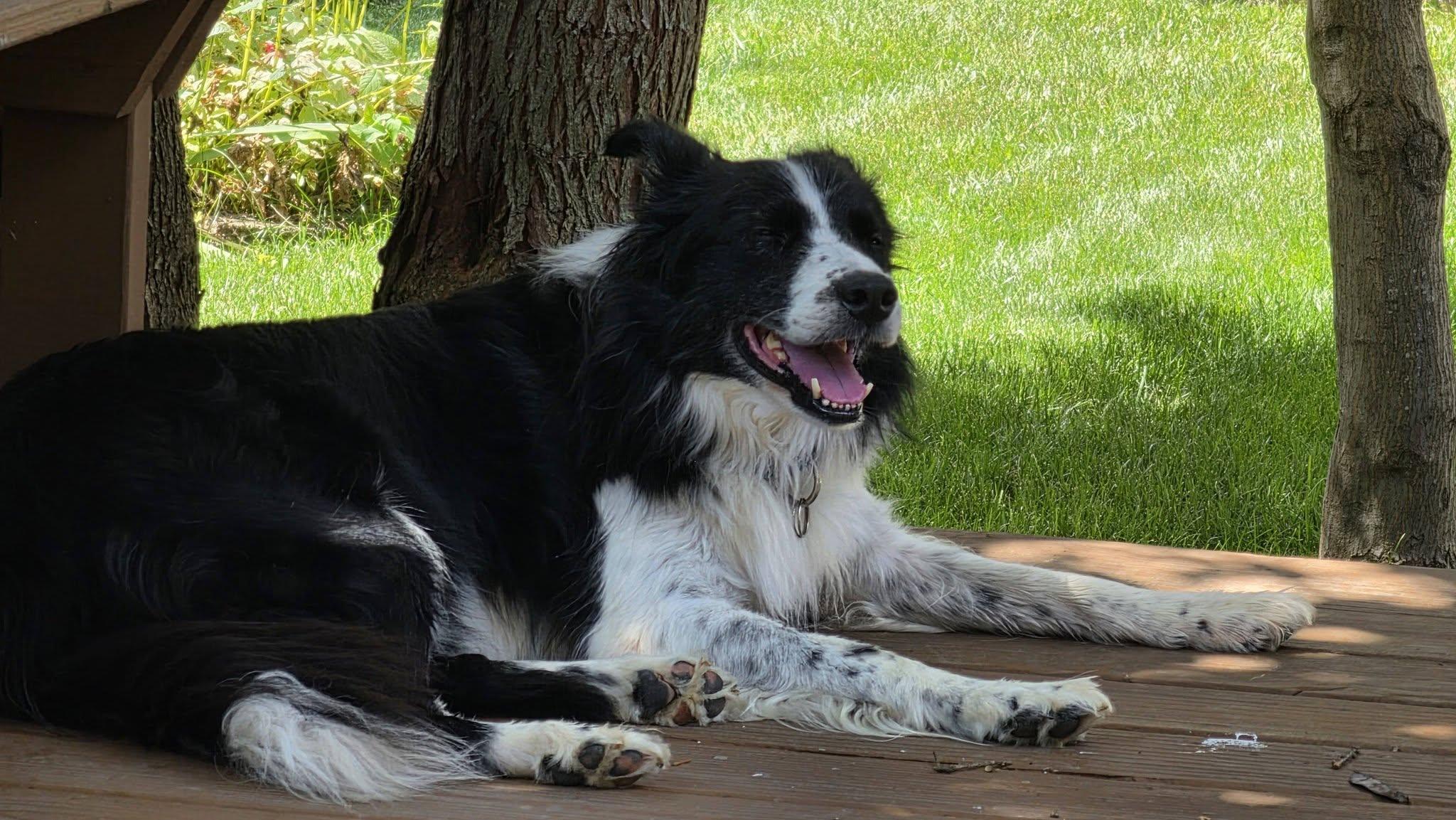 Waylon, a ADOPTABLE Border Collie in Seymour, IN image 5/5