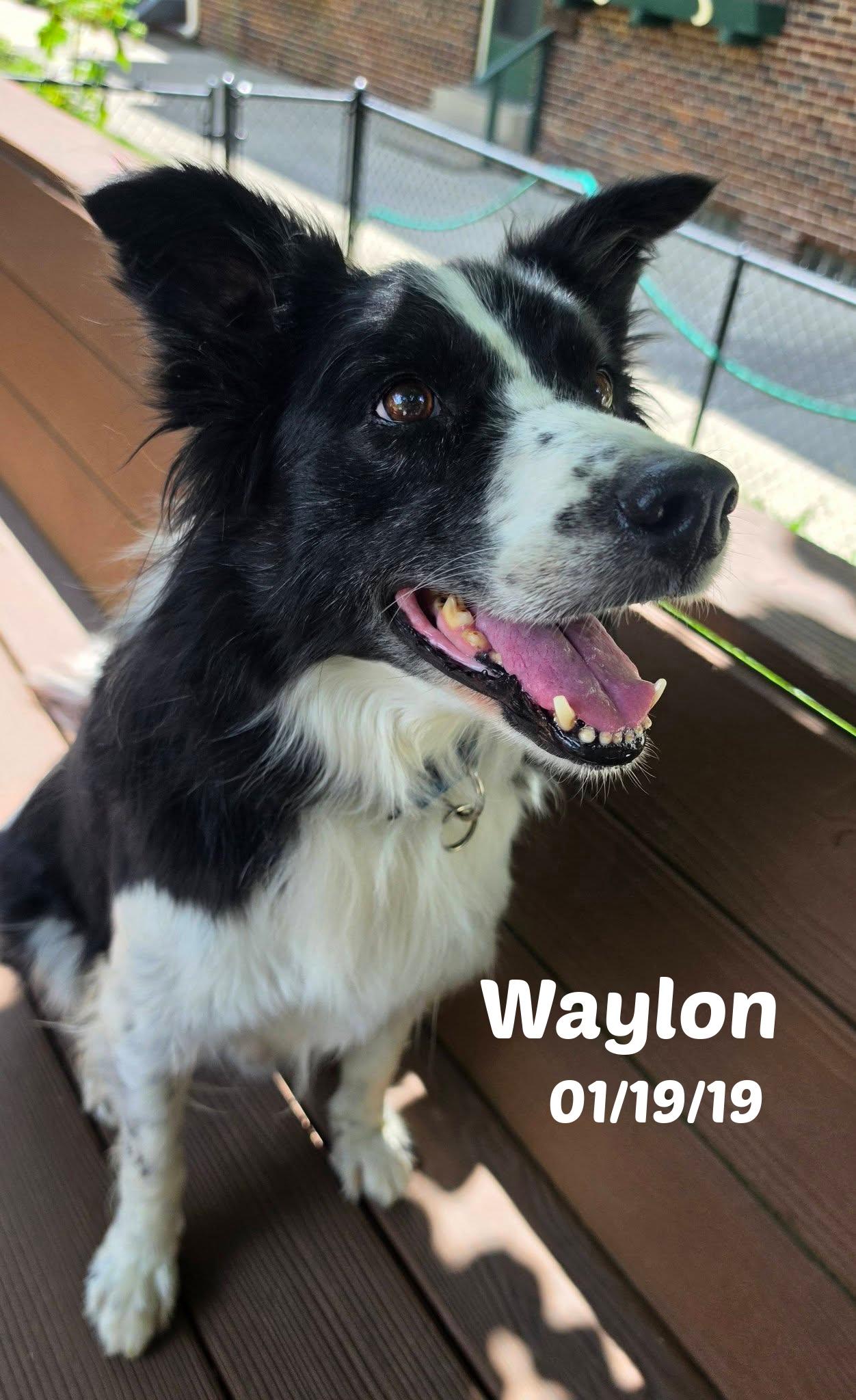 Waylon, ADOPTABLE, Adult Male Border Collie.