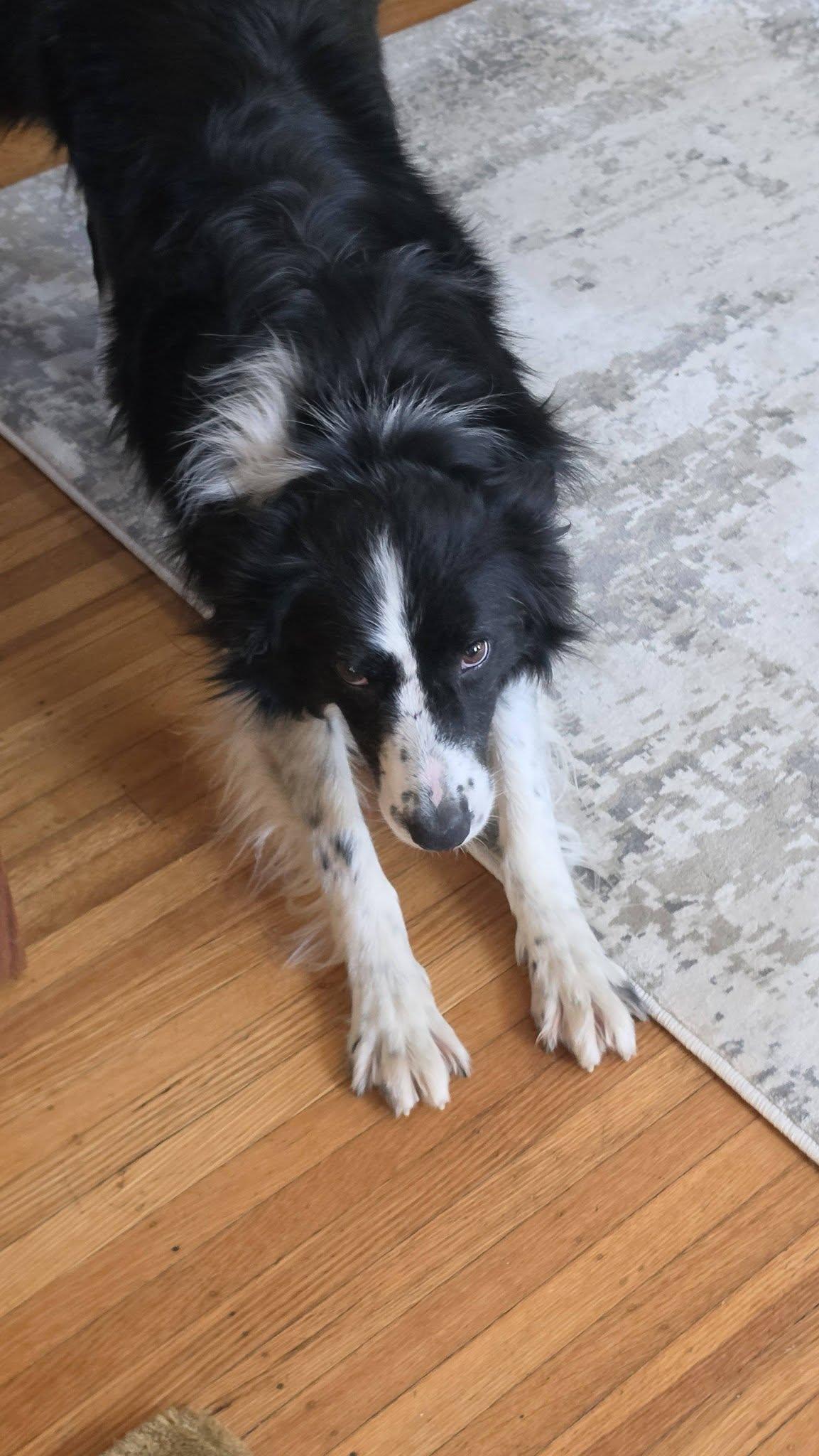 Waylon, a ADOPTABLE Border Collie in Seymour, IN image 3/5