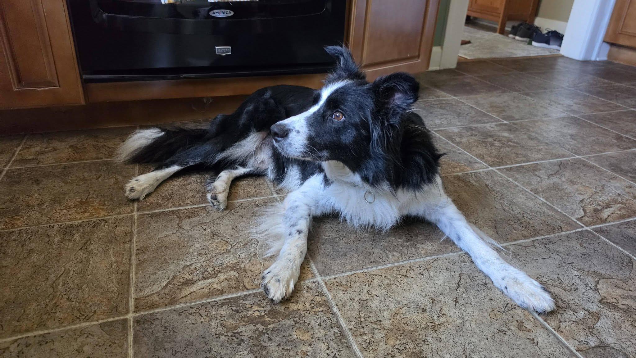 Waylon, a ADOPTABLE Border Collie in Seymour, IN image 4/5