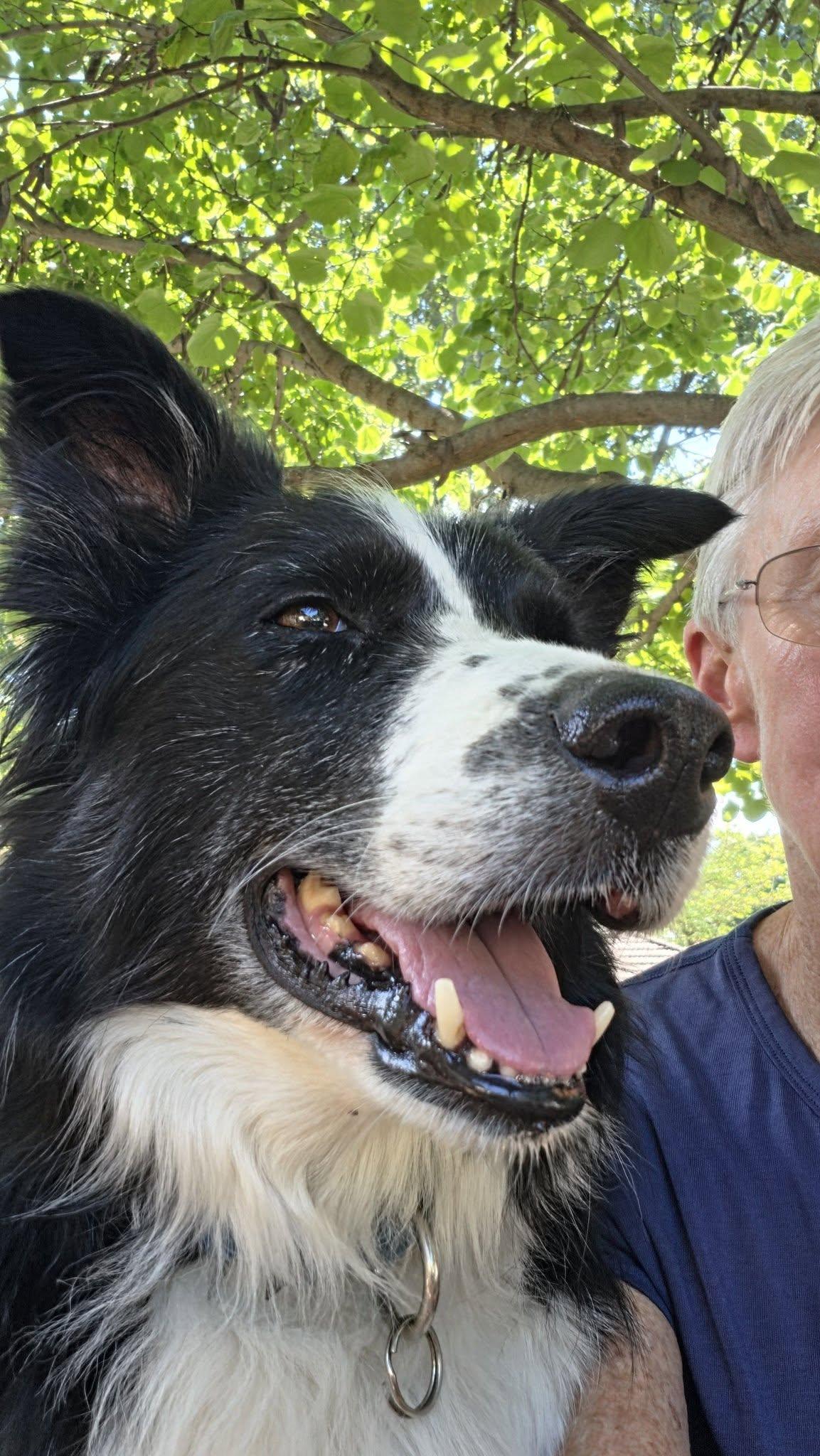 Waylon, a ADOPTABLE Border Collie in Seymour, IN image 2/5