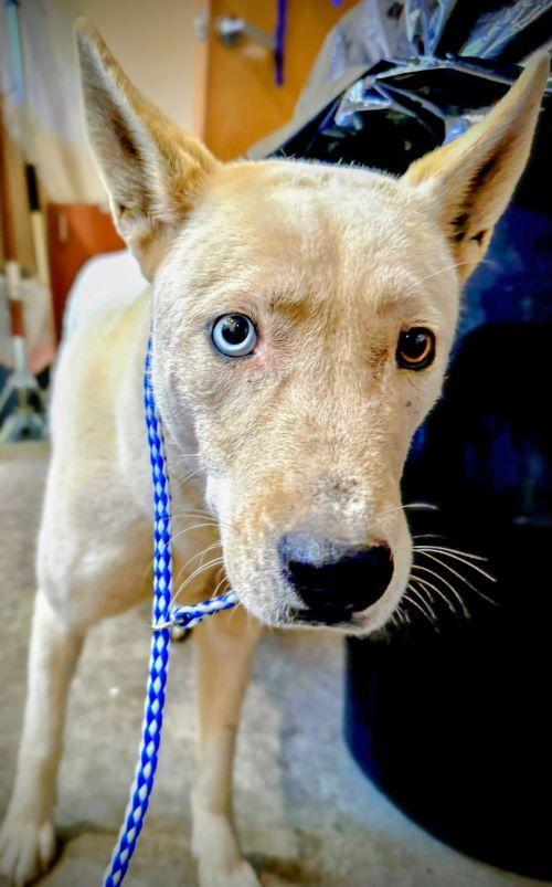 Enlarge Pearl, a Adoptable mixed breed in San DIego, CA image 2/2