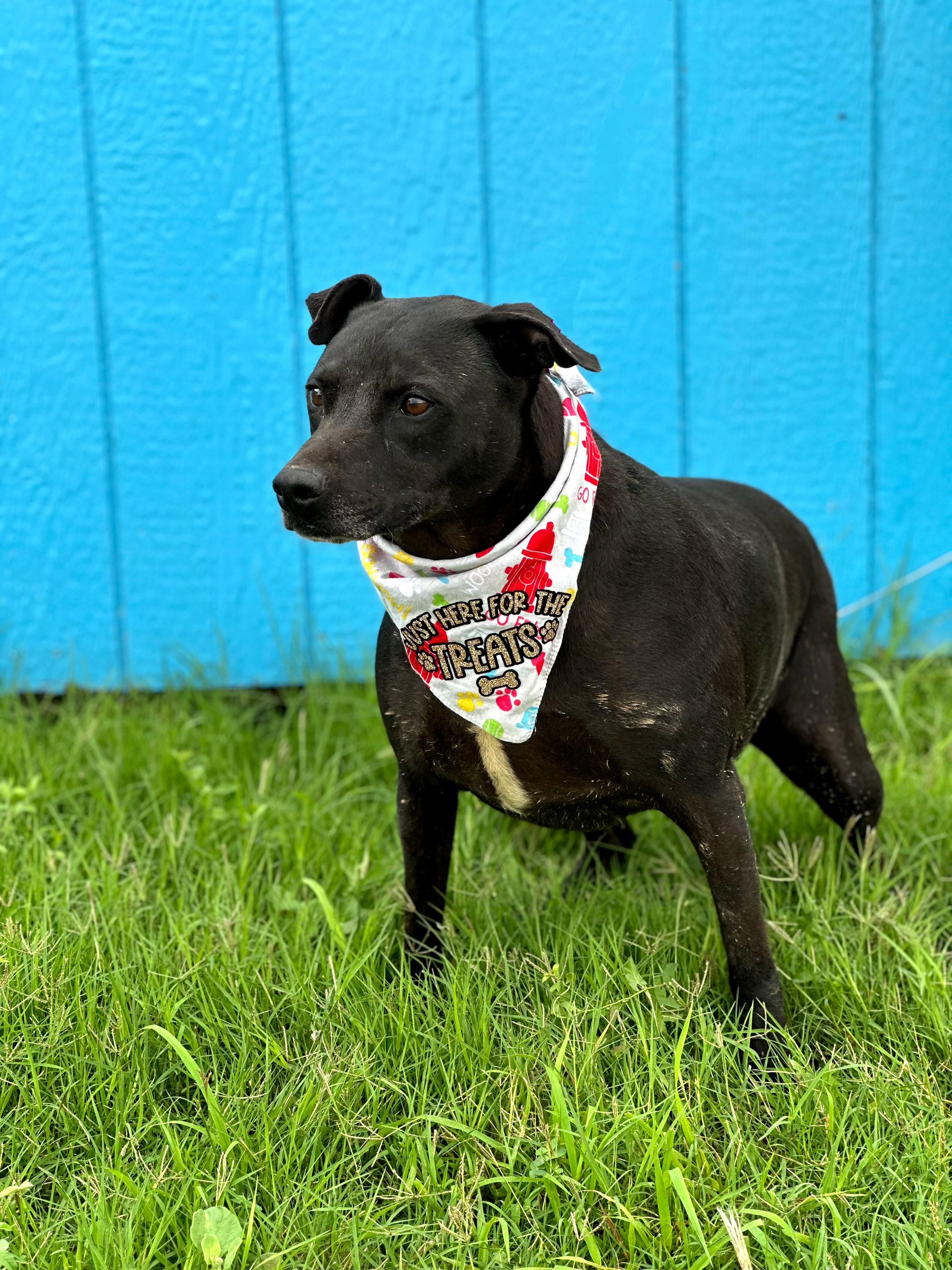 Ranger — thumbnail 2