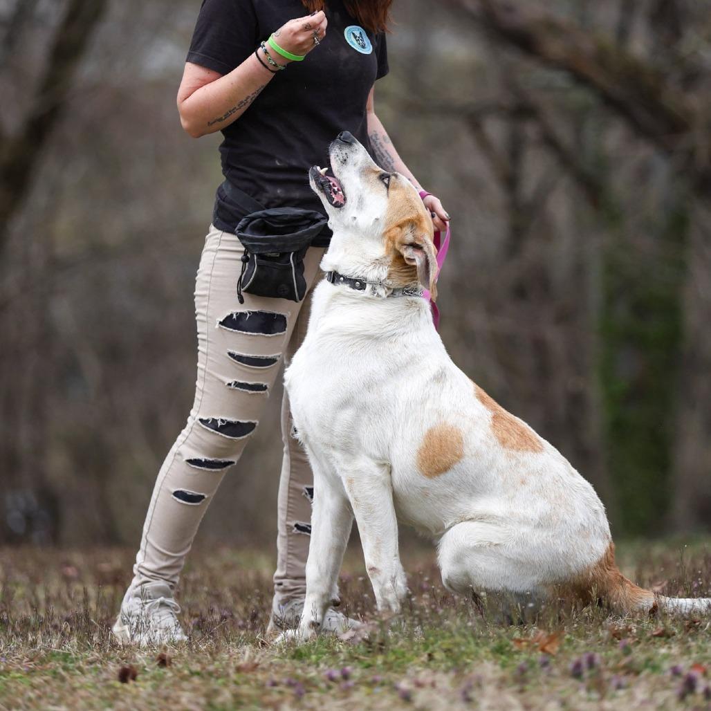 Otto, Adoptable, Adult Male Great Pyrenees & Mixed Breed.