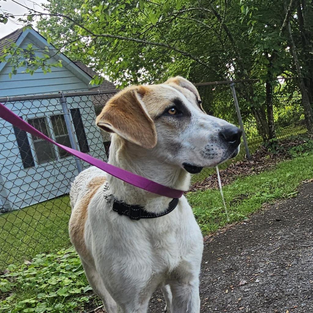 Enlarge Otto, a Adoptable mixed breed in Rossville, GA image 2/6
