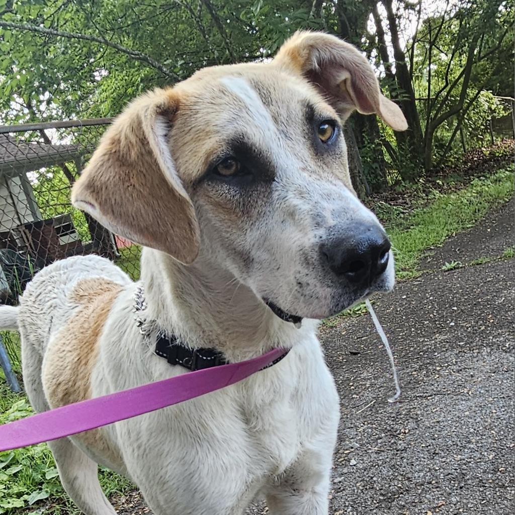 Enlarge Otto, a Adoptable mixed breed in Rossville, GA image 3/6