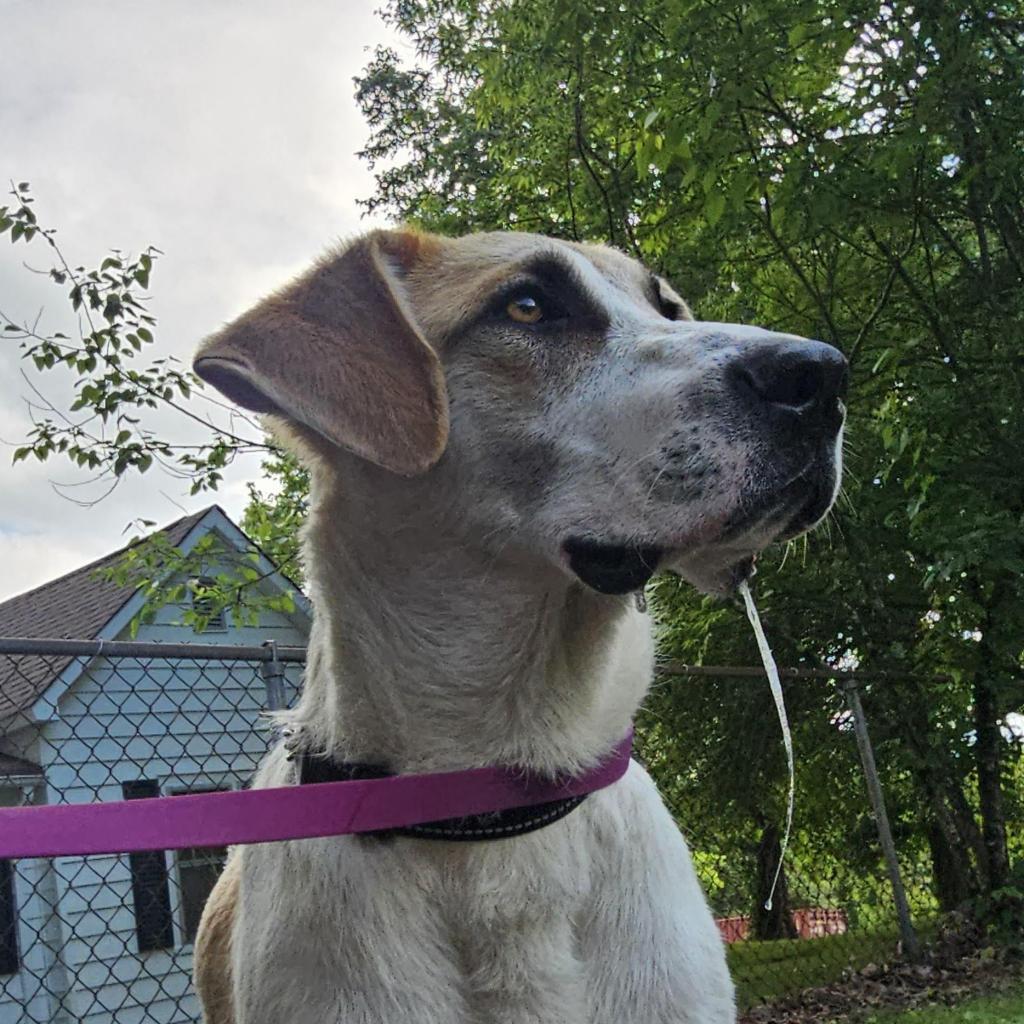 Enlarge Otto, a Adoptable mixed breed in Rossville, GA image 5/6