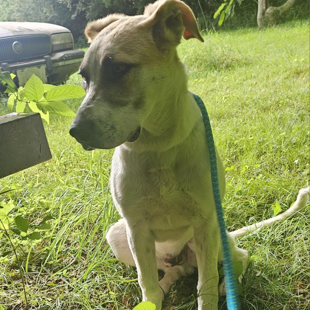 Enlarge Otto, a Adoptable mixed breed in Rossville, GA image 6/6