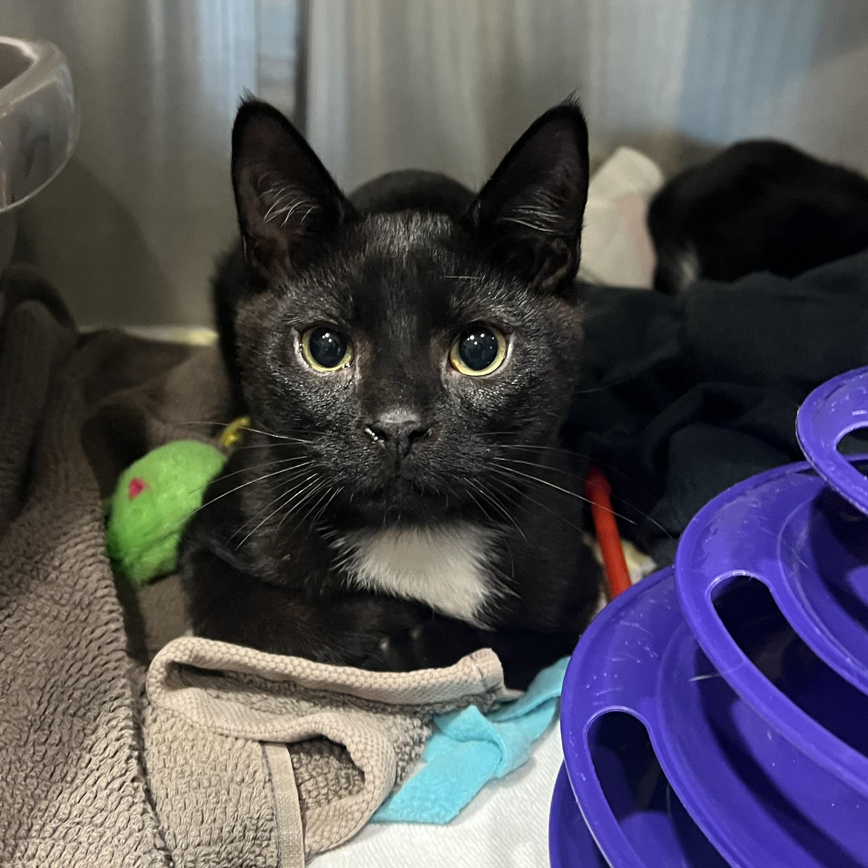 Monopoly, adopted, Young Male Domestic Short Hair.