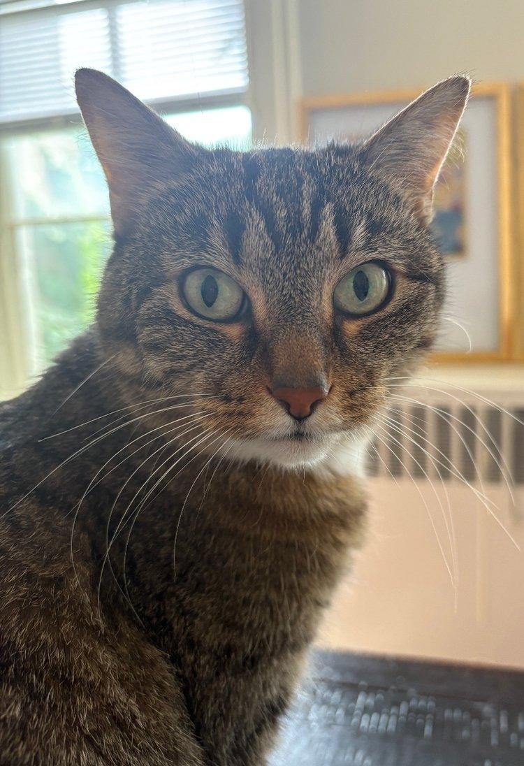 Enlarge Lily, a Adoptable Domestic Short Hair in Milwaukee, WI image 1/1