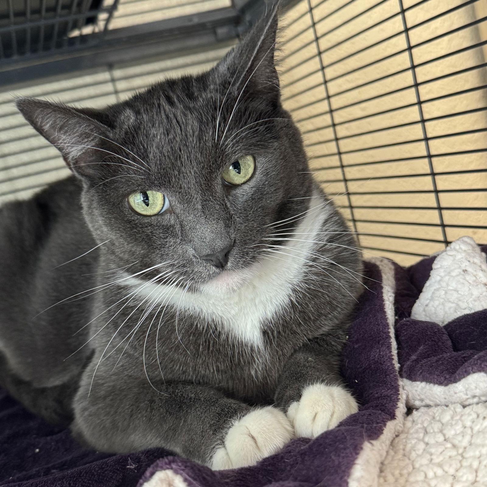 Nugget, Adoptable, Adult Female Domestic Short Hair.