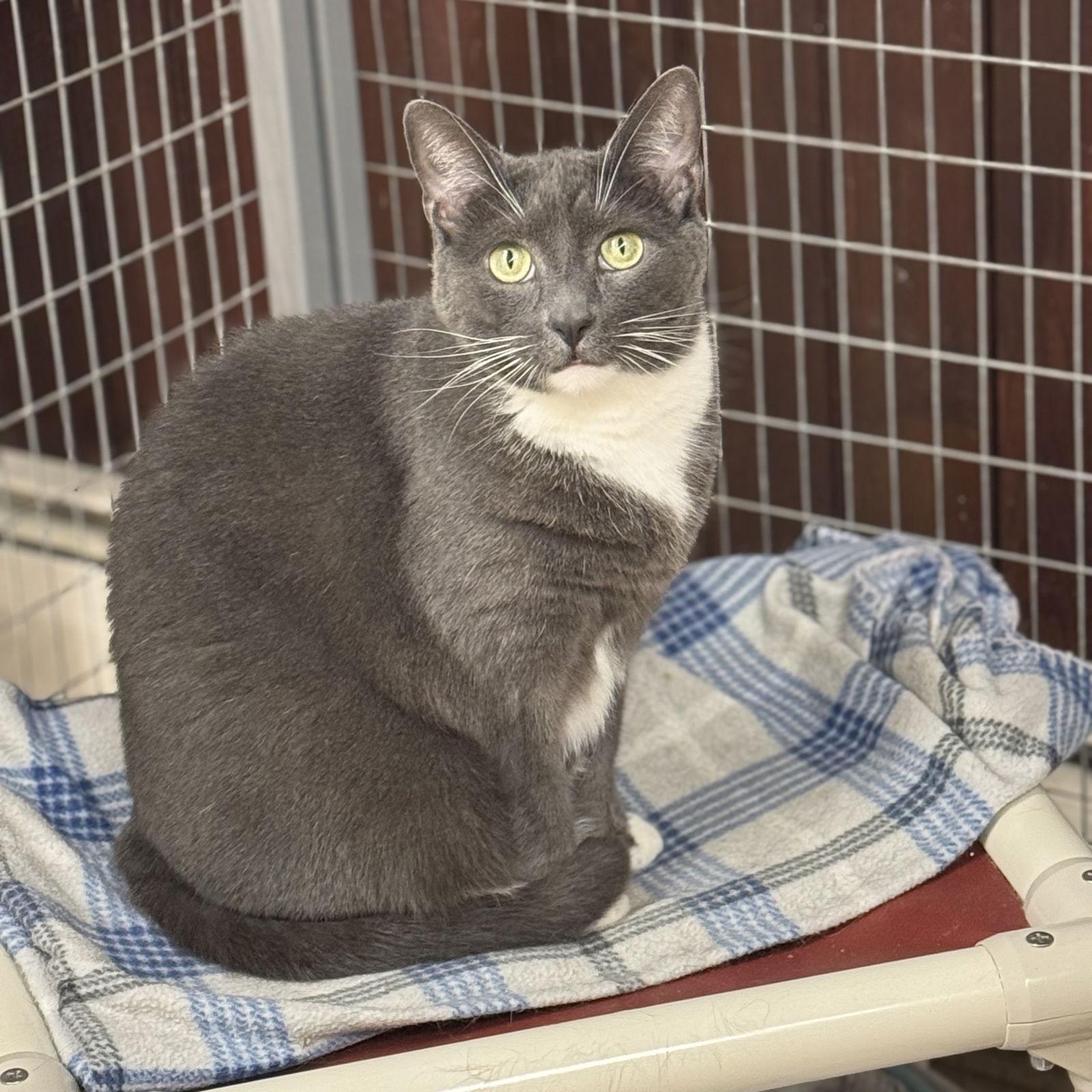 Nugget, Adoptable, Adult Female Domestic Short Hair.