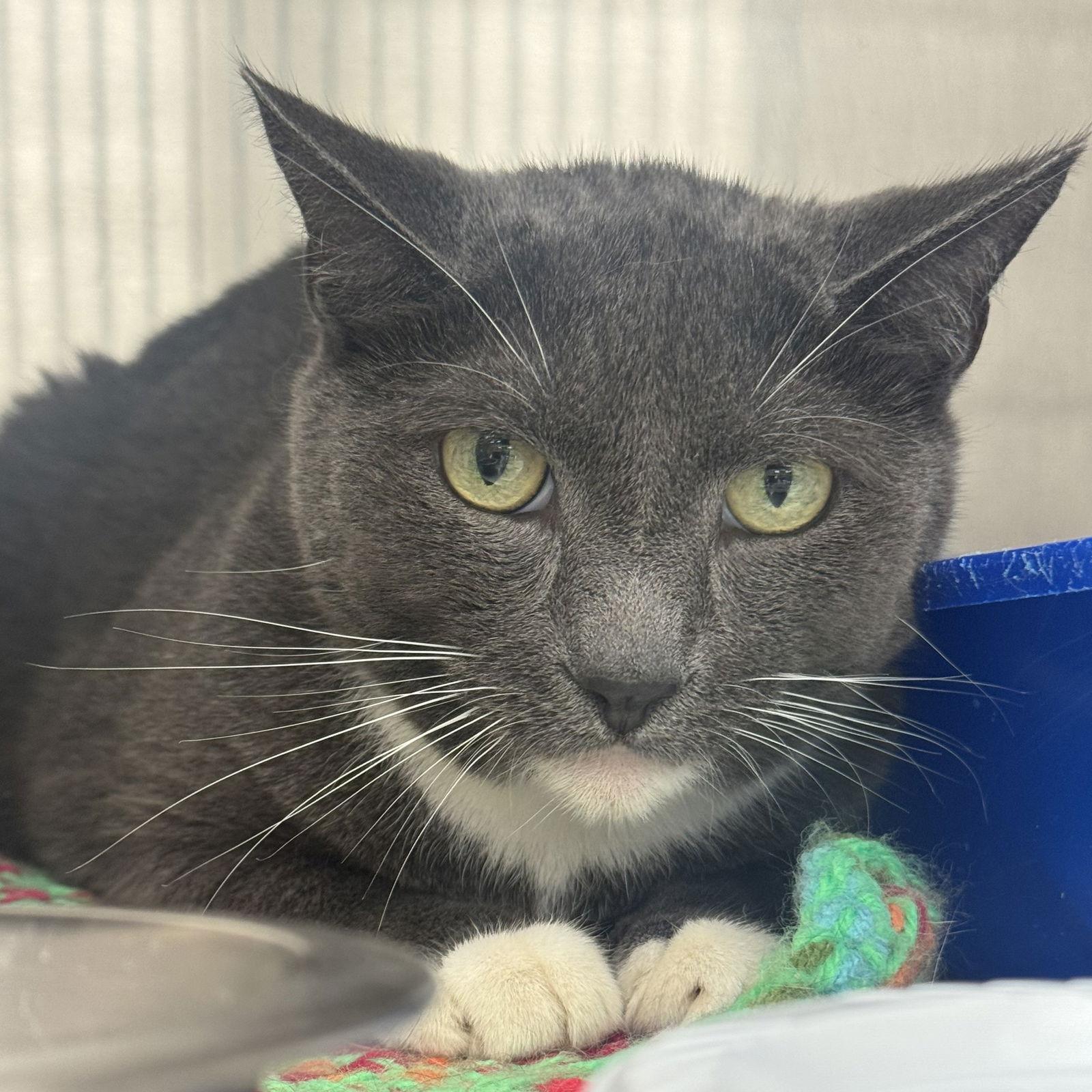 Nugget, a Adoptable Domestic Short Hair in Winchendon, MA image 2/3