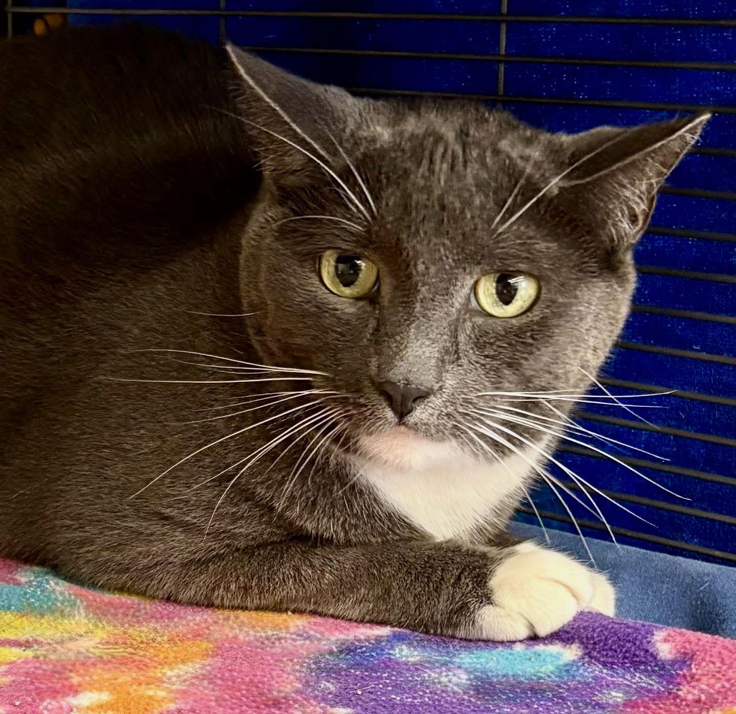 Nugget, a Adoptable Domestic Short Hair in Winchendon, MA image 3/3