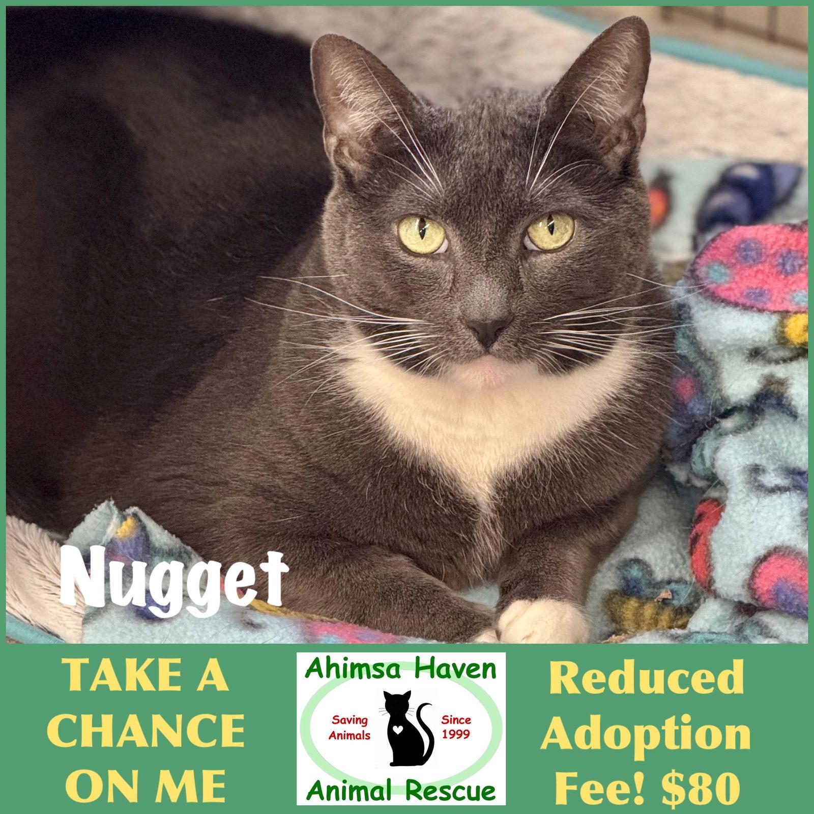 Enlarge Nugget, a Adoptable Domestic Short Hair in Winchendon, MA image 2/3