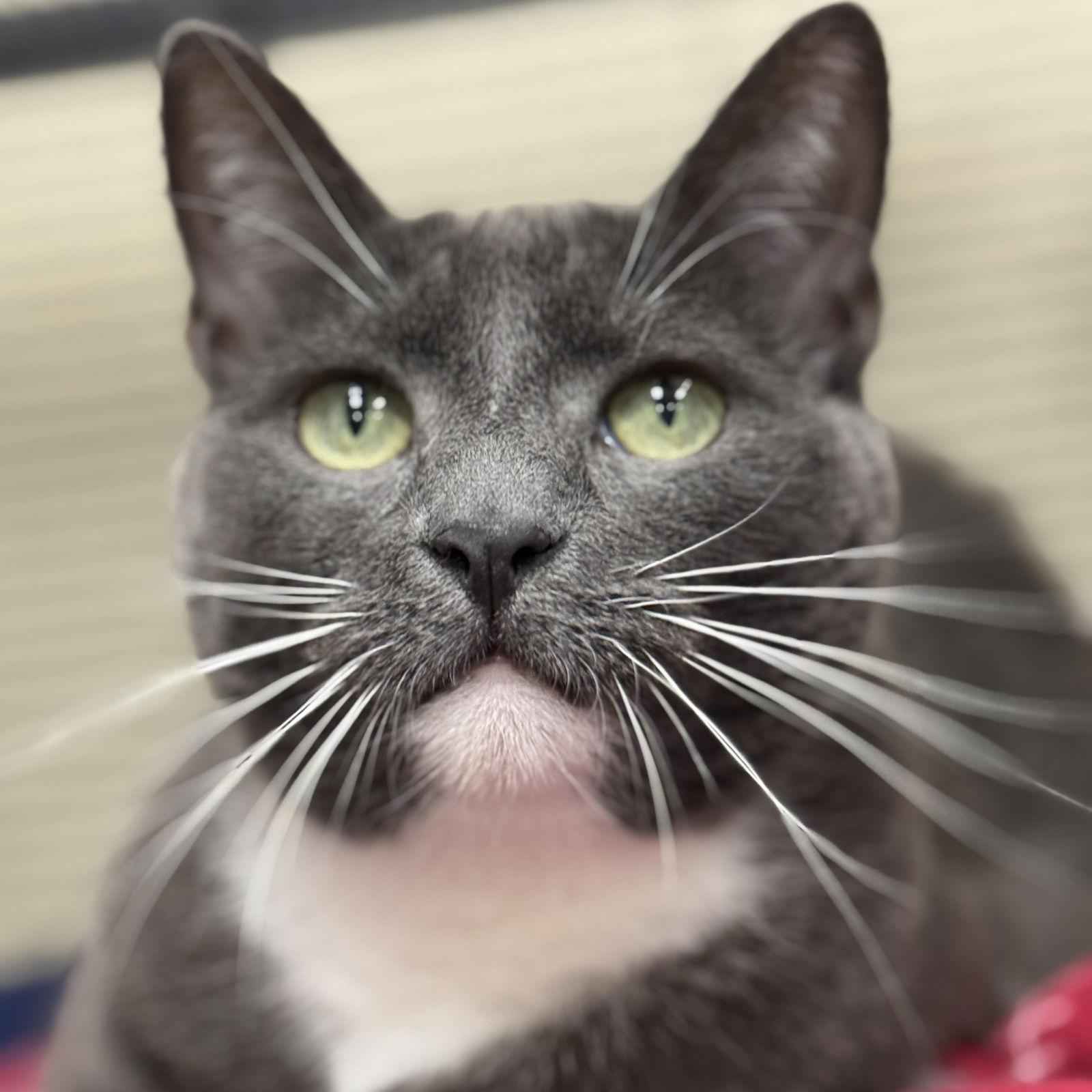 Enlarge Nugget, a Adoptable Domestic Short Hair in Winchendon, MA image 3/3