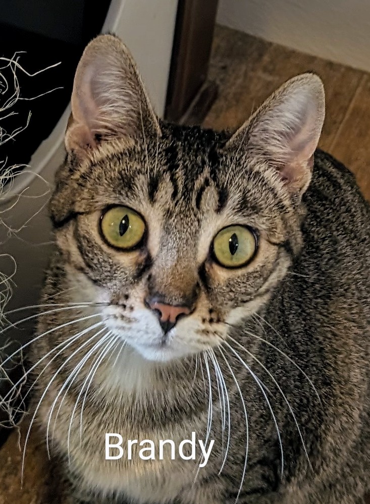 Brandy, Adoptable, Young Female Domestic Short Hair.