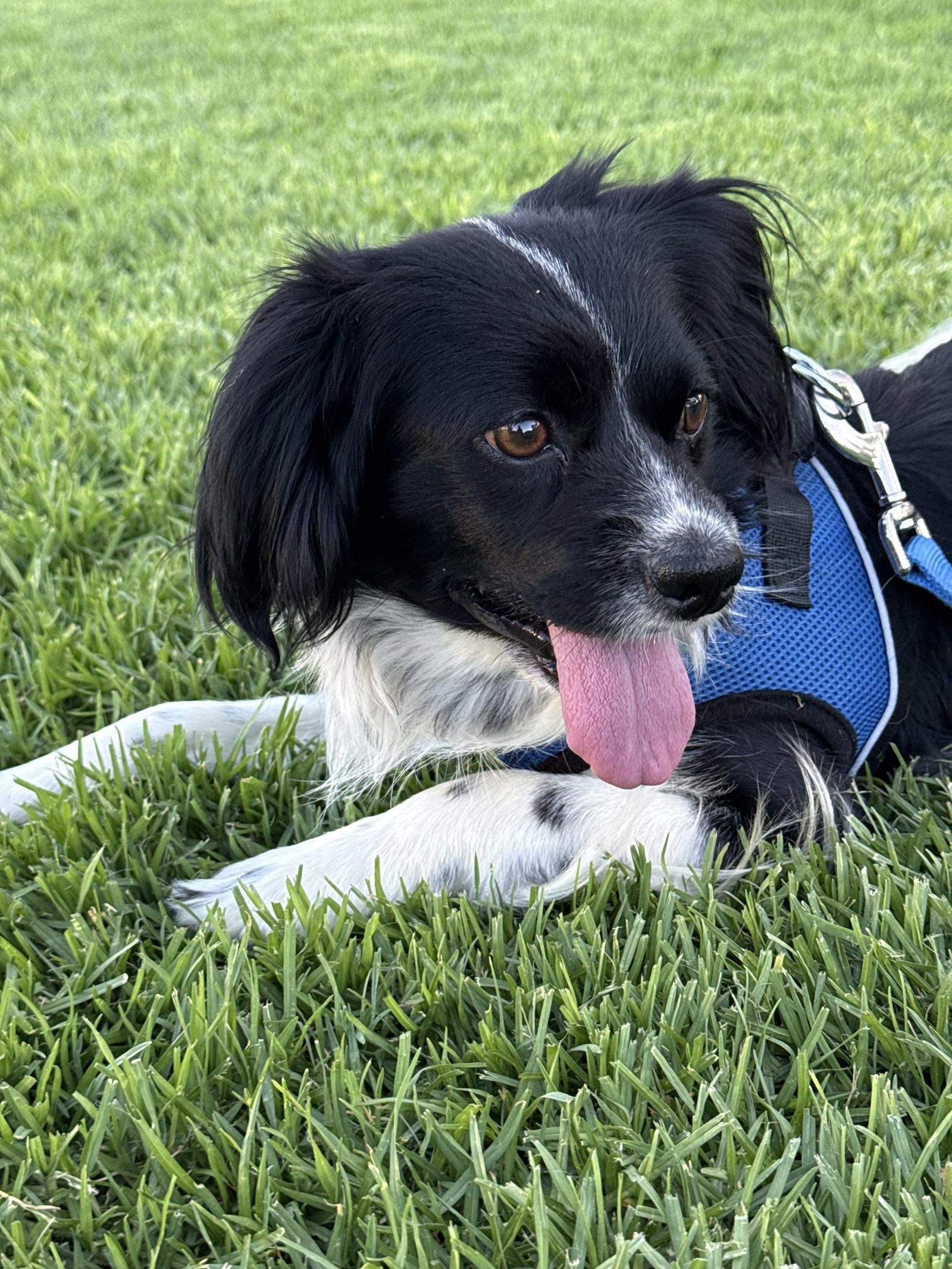 Beowoof, Adoptable, Adult Male English Springer Spaniel & Cavalier King Charles Spaniel.