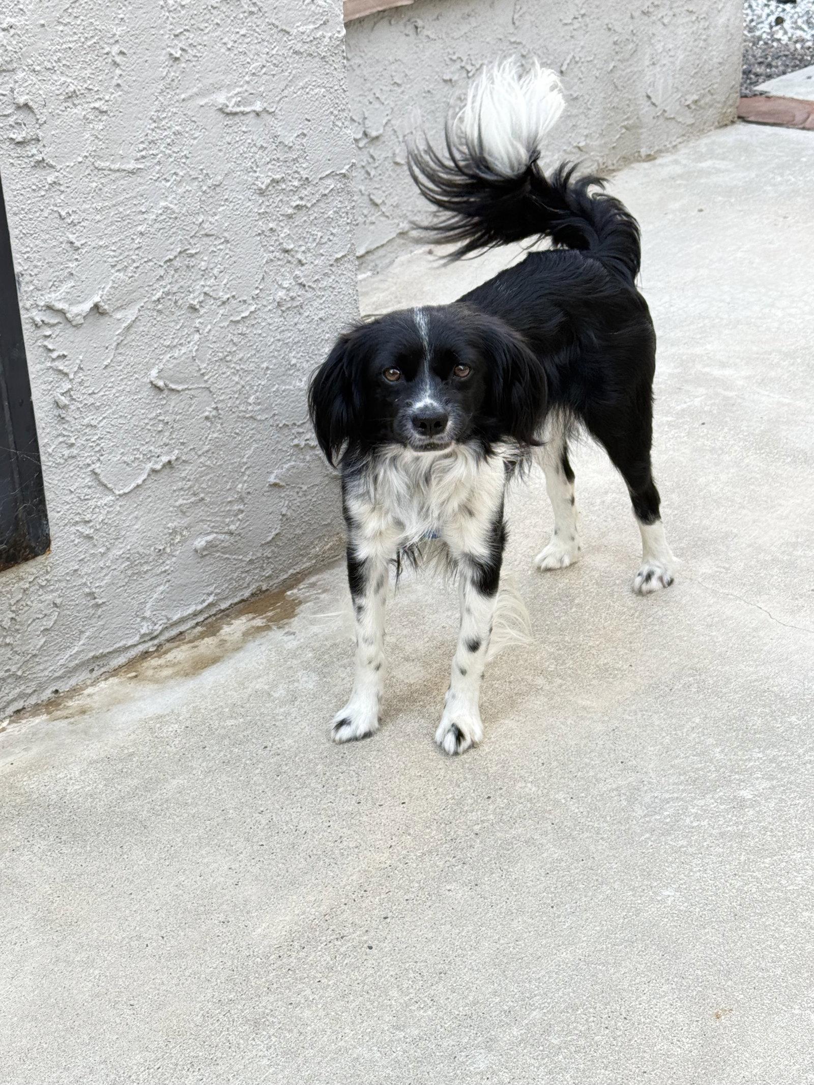 Beowoof, a Adoptable mixed breed in Capistrano Beach, CA image 2/3