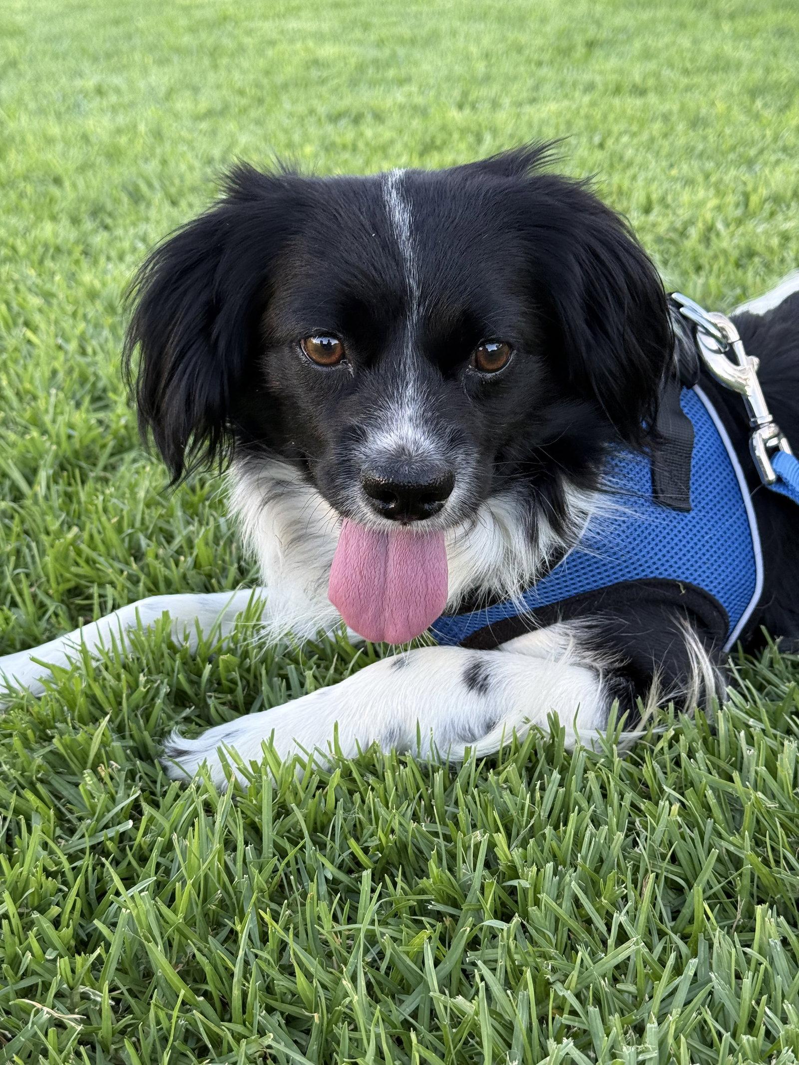 Beowoof, a Adoptable mixed breed in Capistrano Beach, CA image 3/3